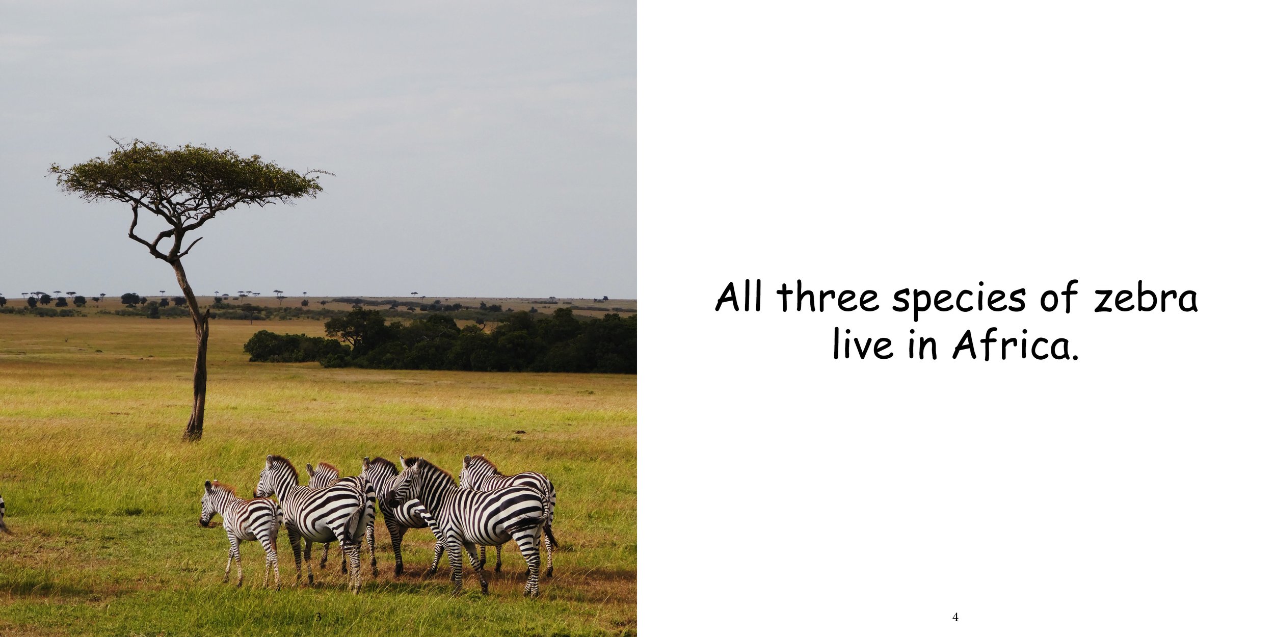 Everything about Zebra - Animal Series7.jpg