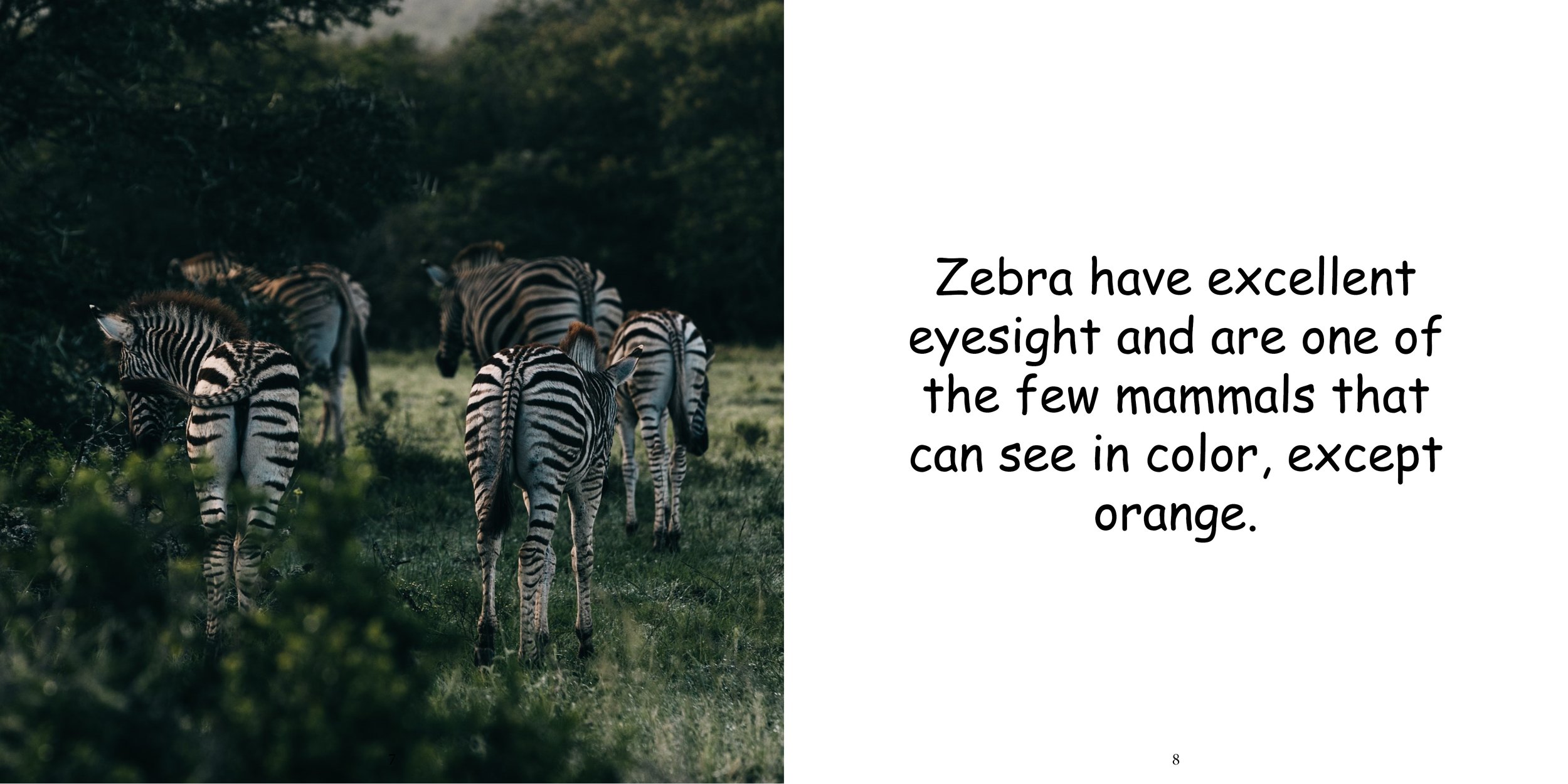 Everything about Zebra - Animal Series9.jpg