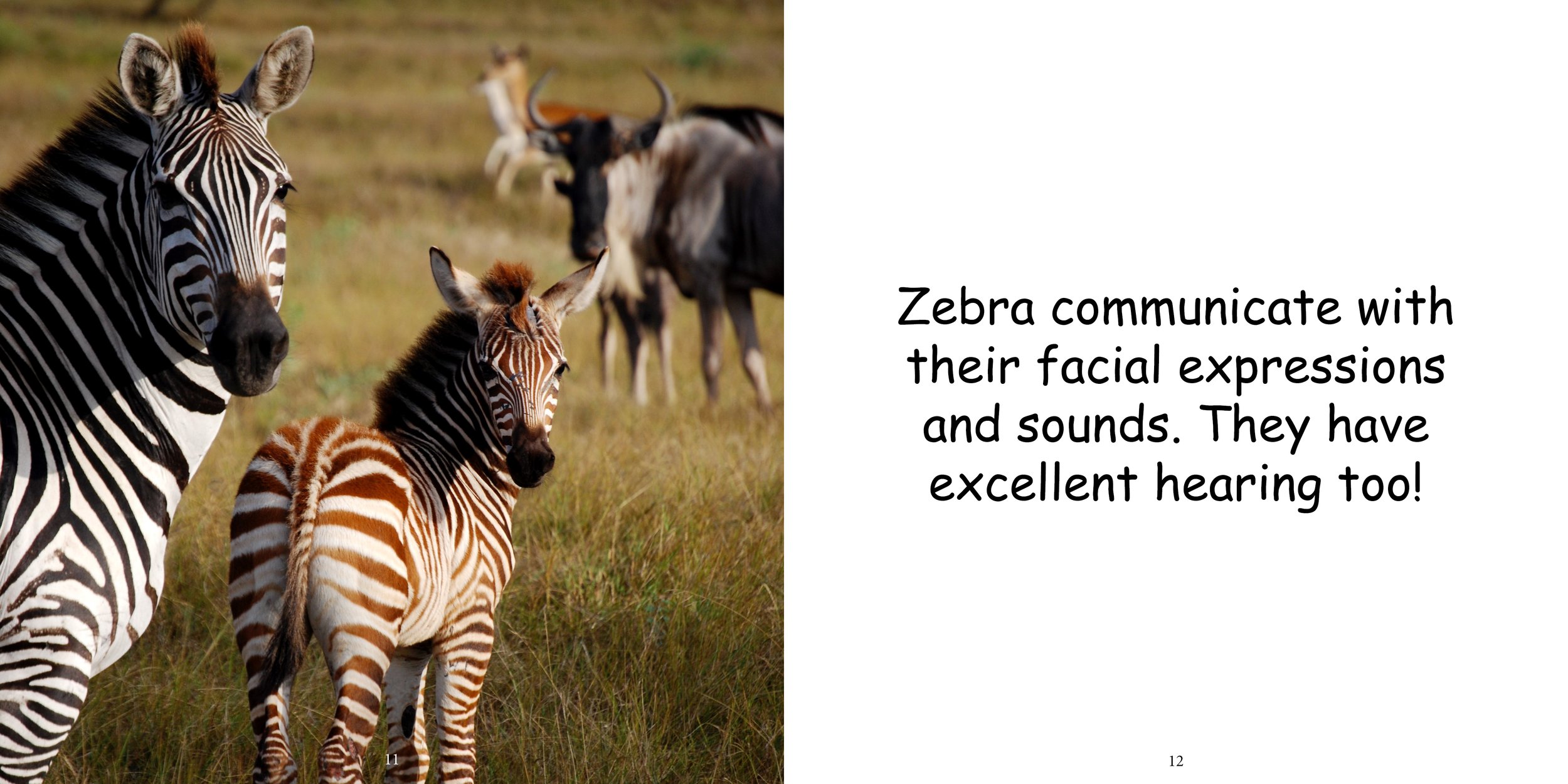 Everything about Zebra - Animal Series11.jpg