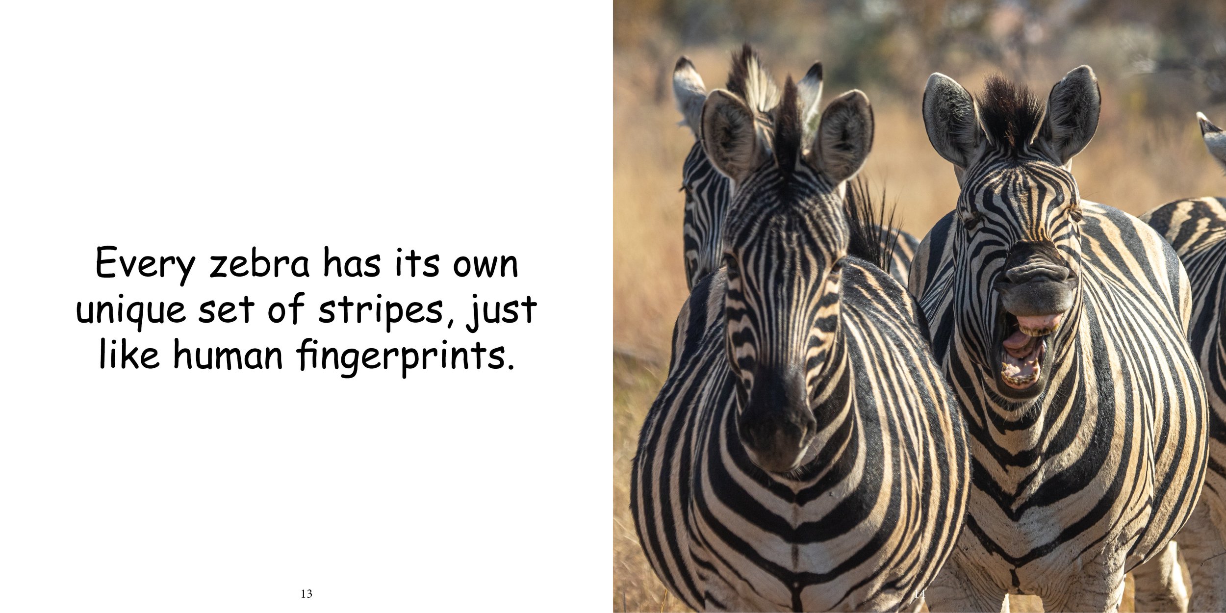 Everything about Zebra - Animal Series12.jpg
