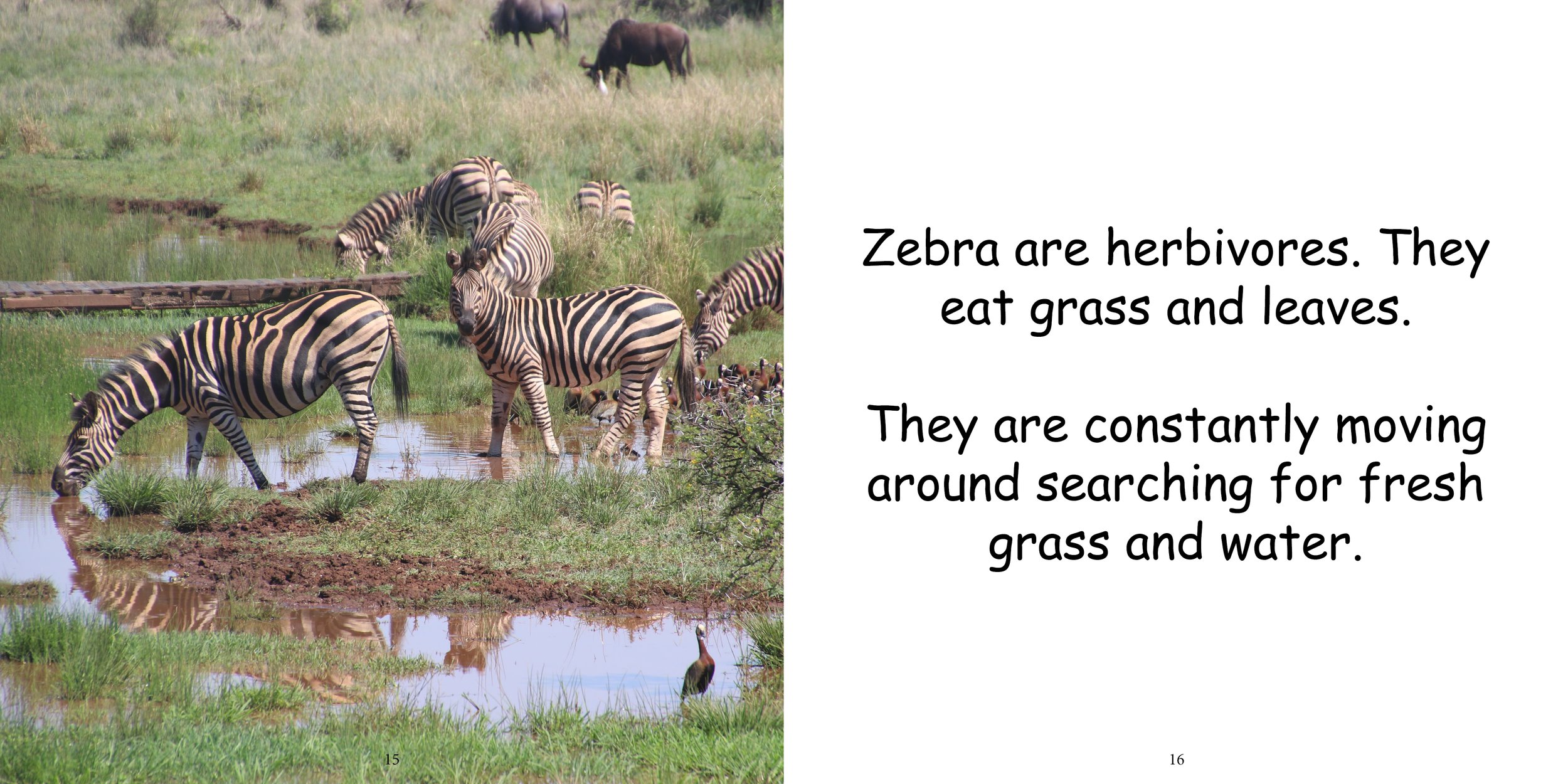 Everything about Zebra - Animal Series13.jpg