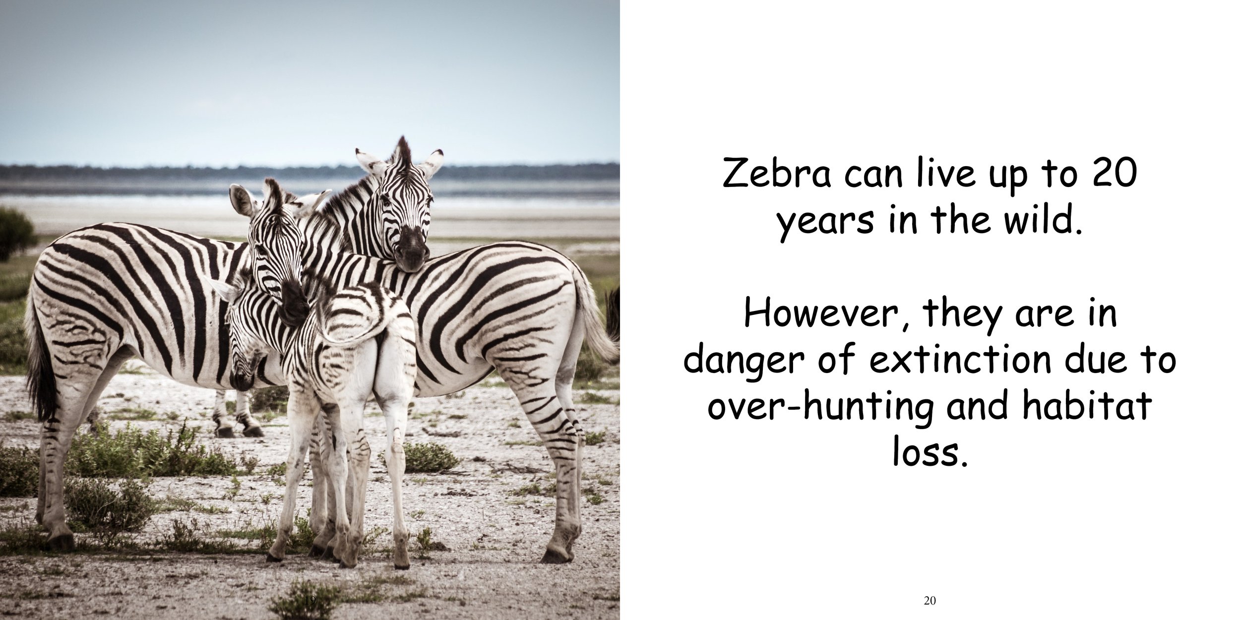 Everything about Zebra - Animal Series15.jpg
