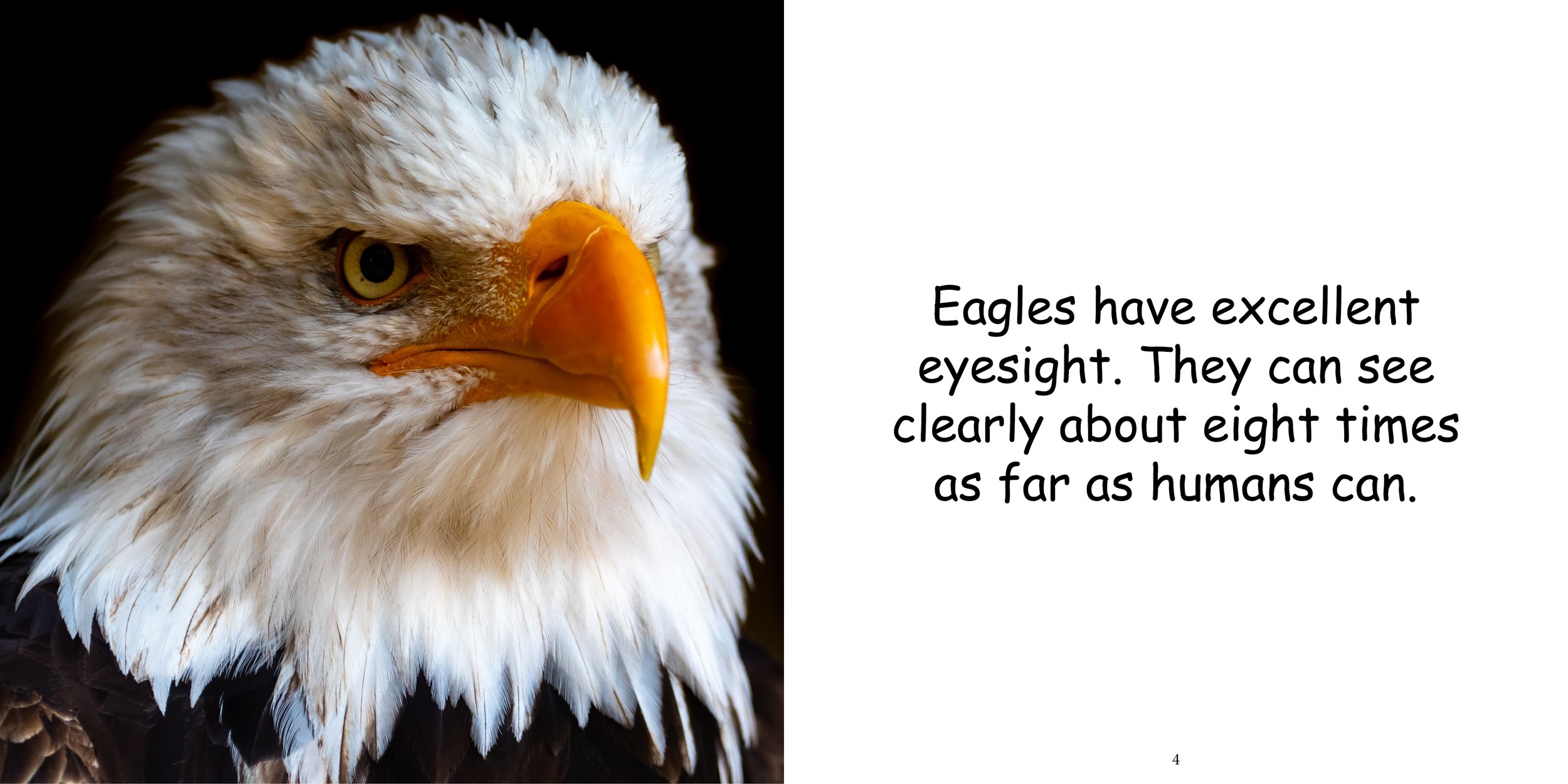 Everything about Eagles - Animal Series7.jpg