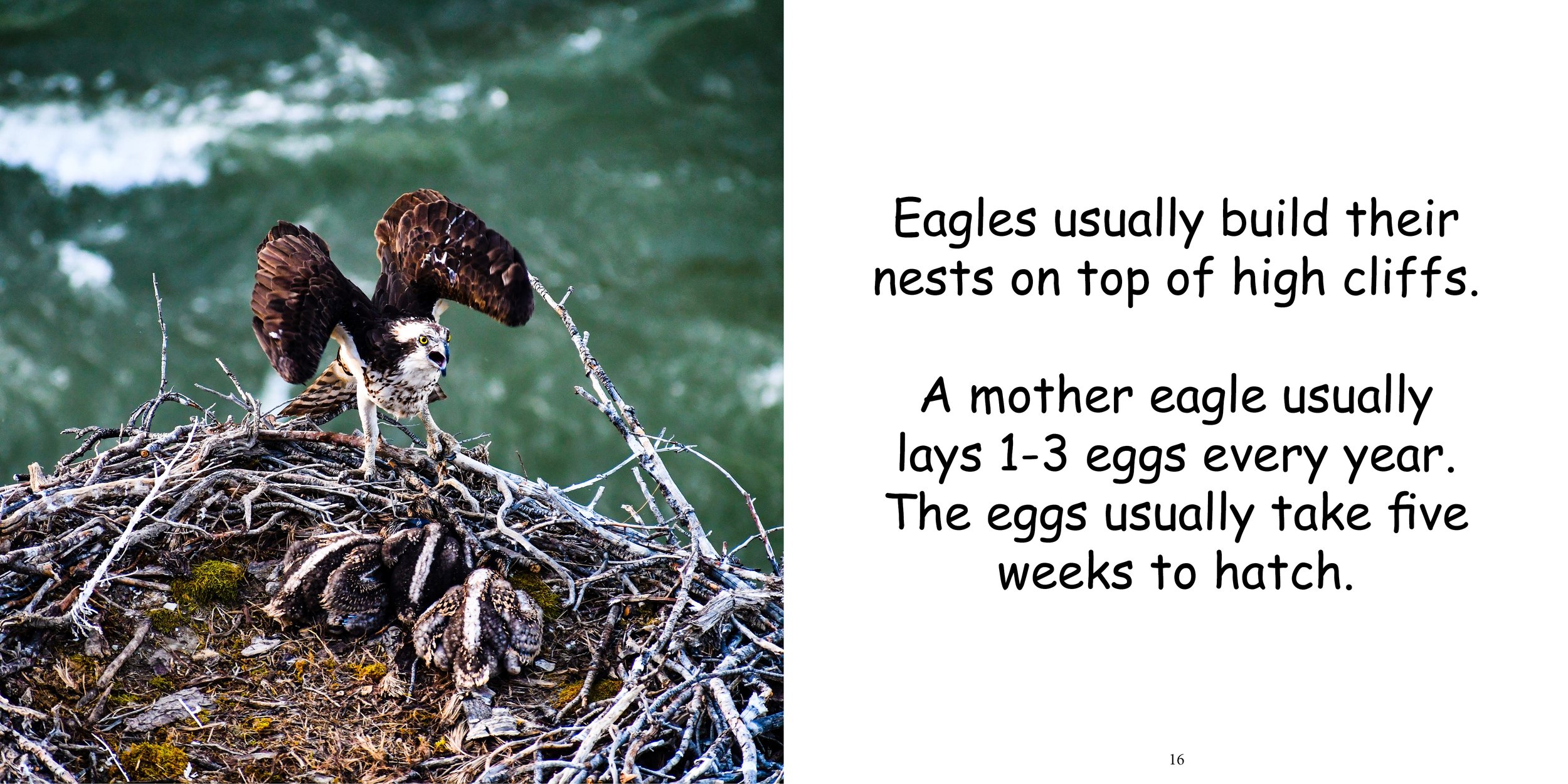 Everything about Eagles - Animal Series13.jpg