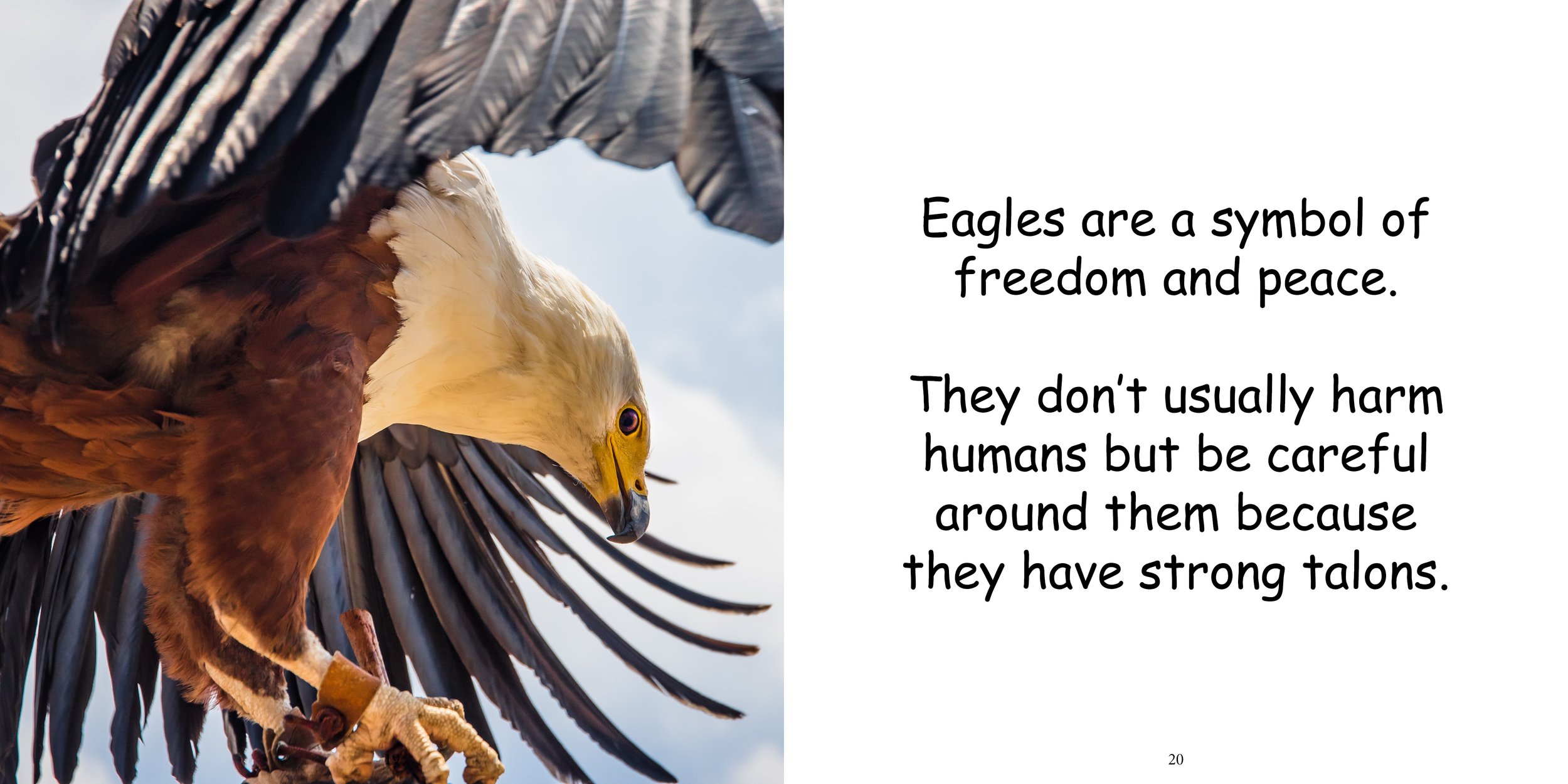 Everything about Eagles - Animal Series15.jpg
