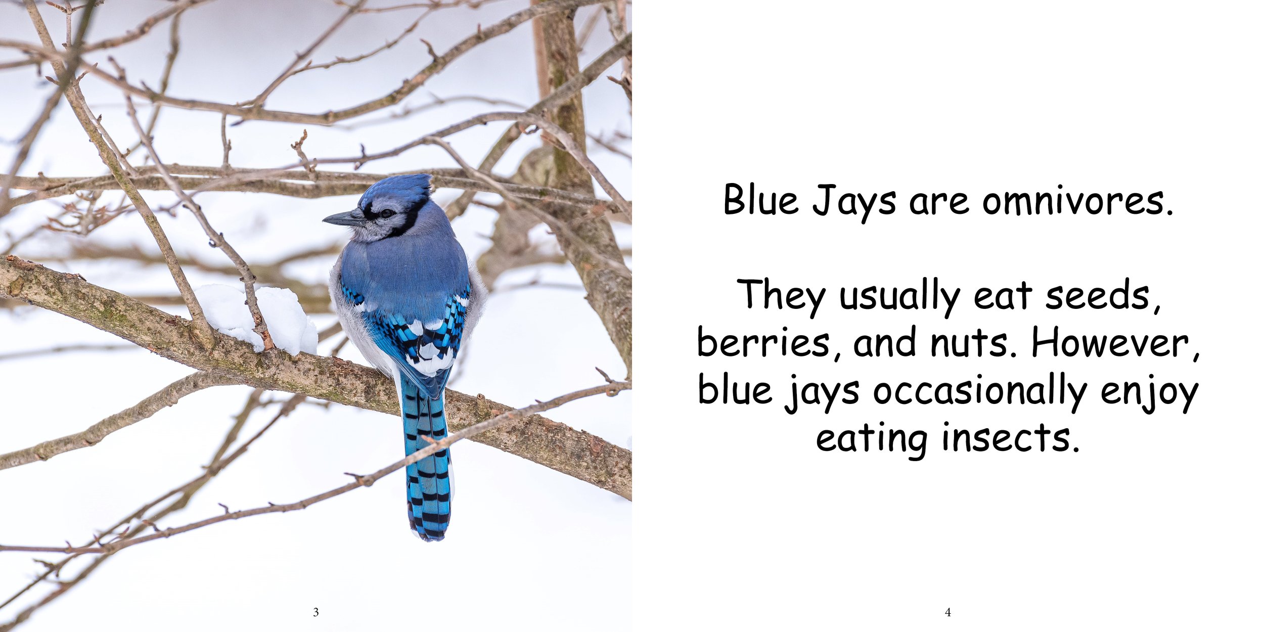 Everything about Blue Jays - Animal Series6.jpg