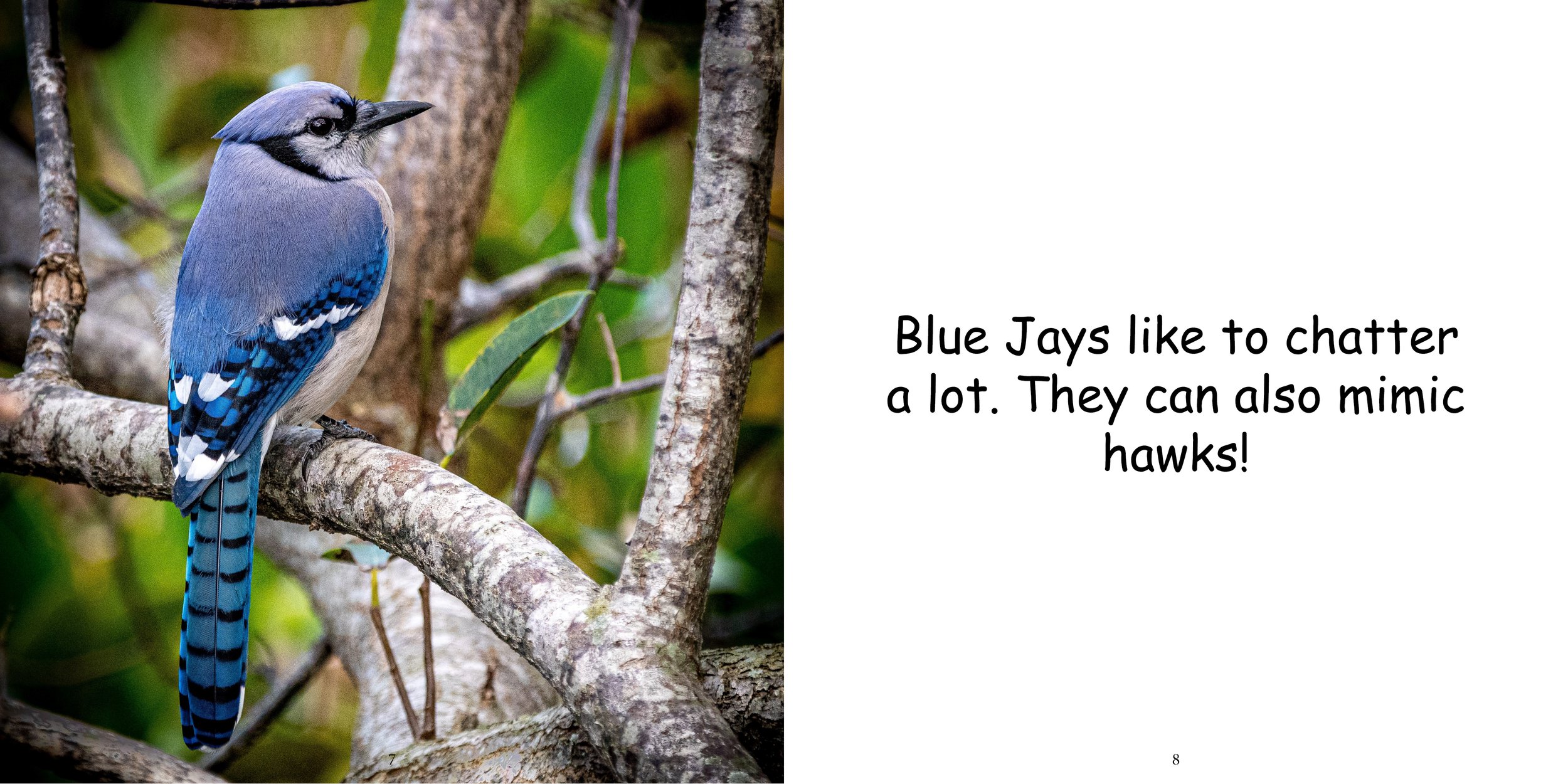 Everything about Blue Jays - Animal Series8.jpg