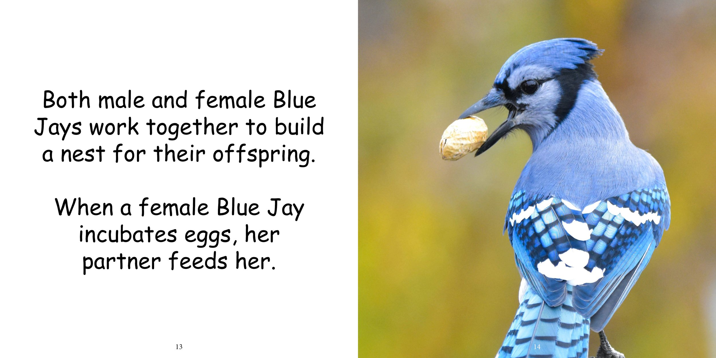Everything about Blue Jays - Animal Series11.jpg