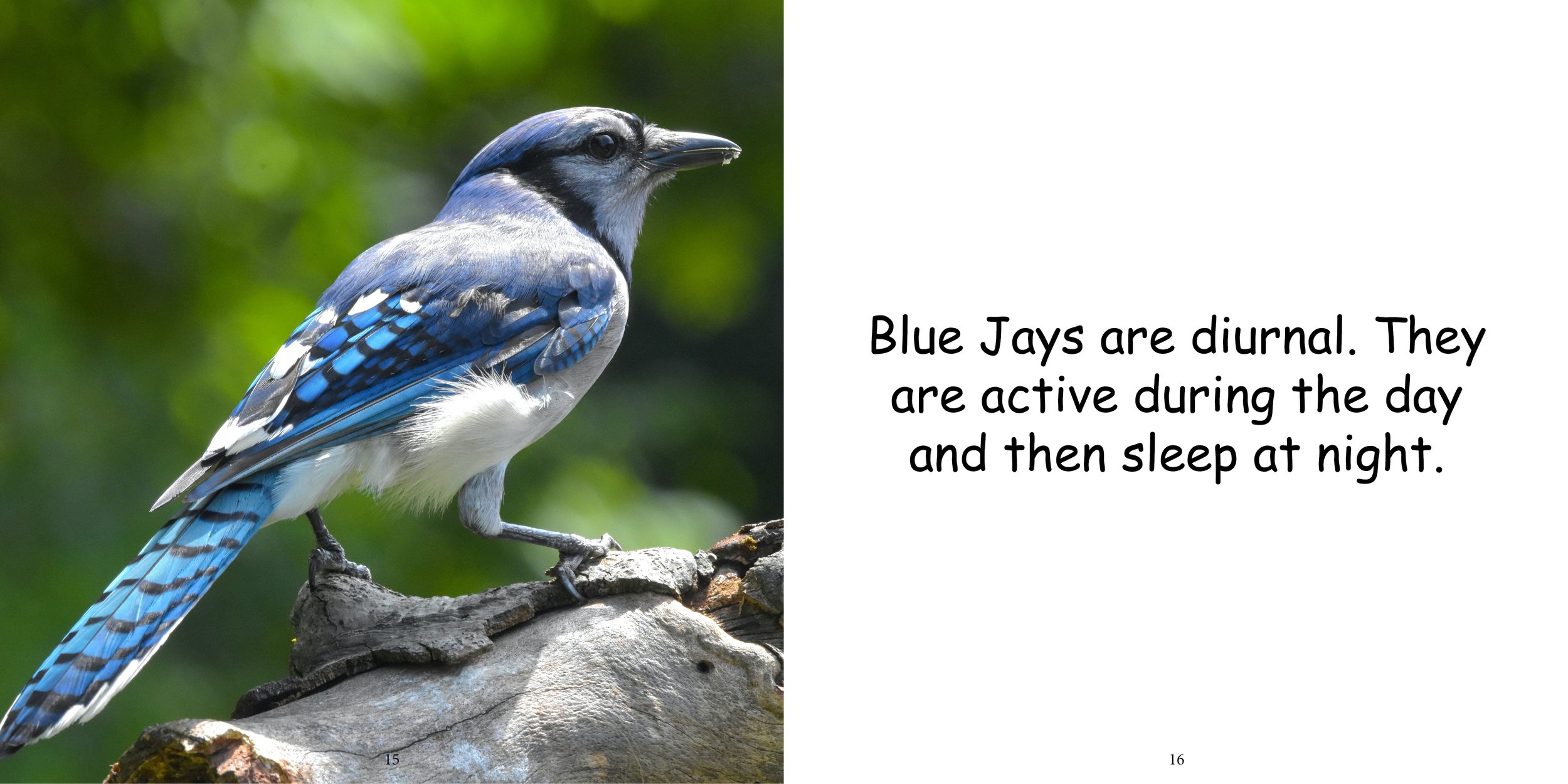 Everything about Blue Jays - Animal Series12.jpg