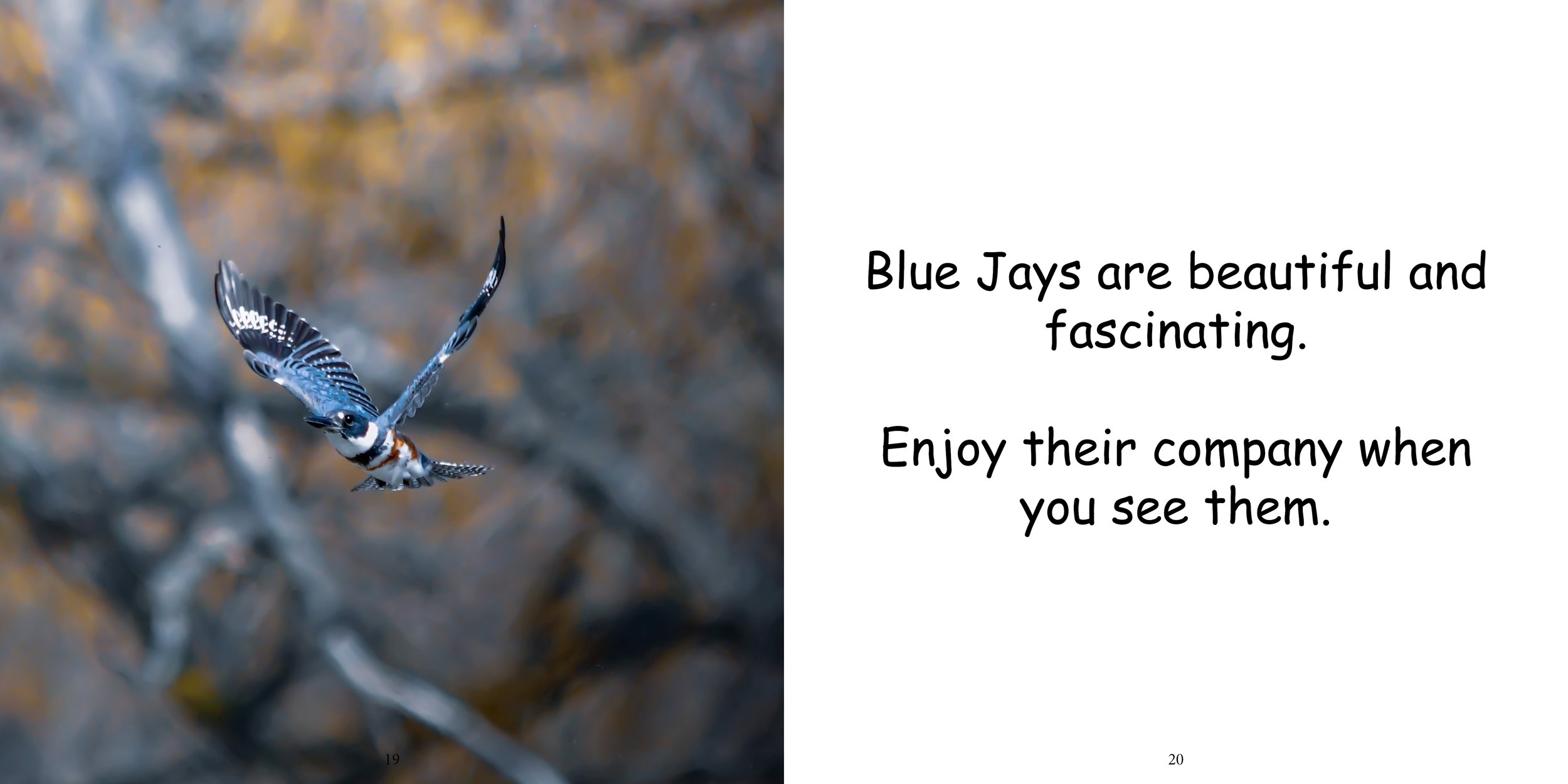 Everything about Blue Jays - Animal Series14.jpg
