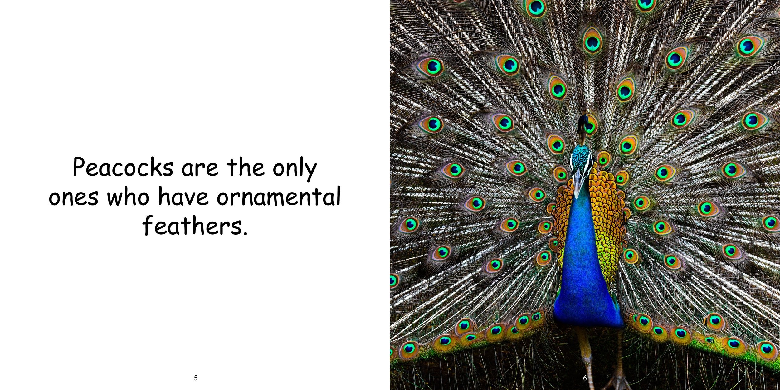 Everything about Peafowls - Animal Series7.jpg