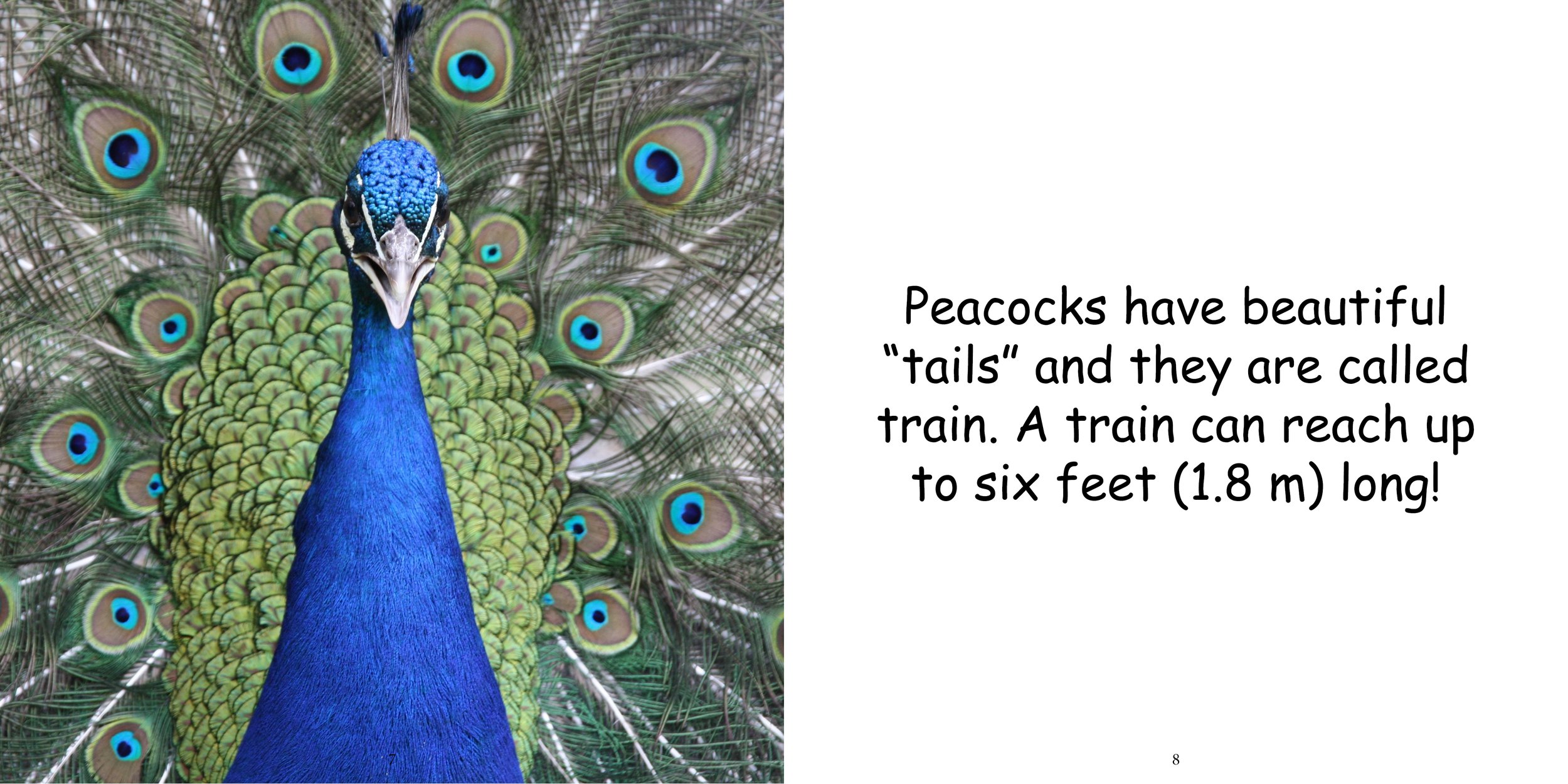 Everything about Peafowls - Animal Series8.jpg