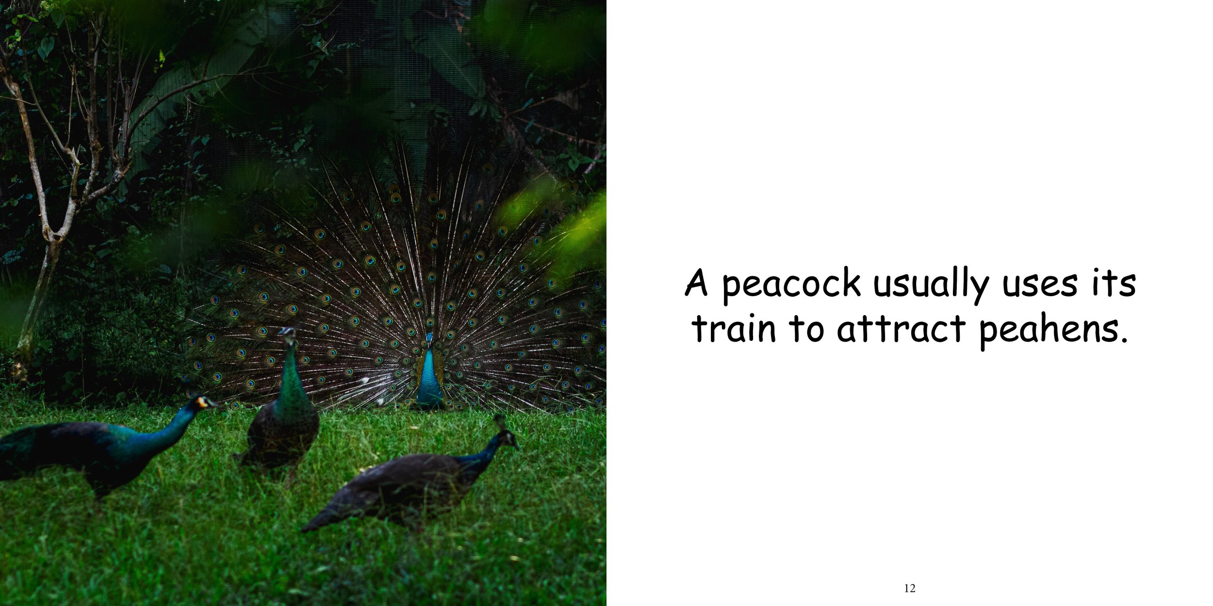 Everything about Peafowls - Animal Series10.jpg