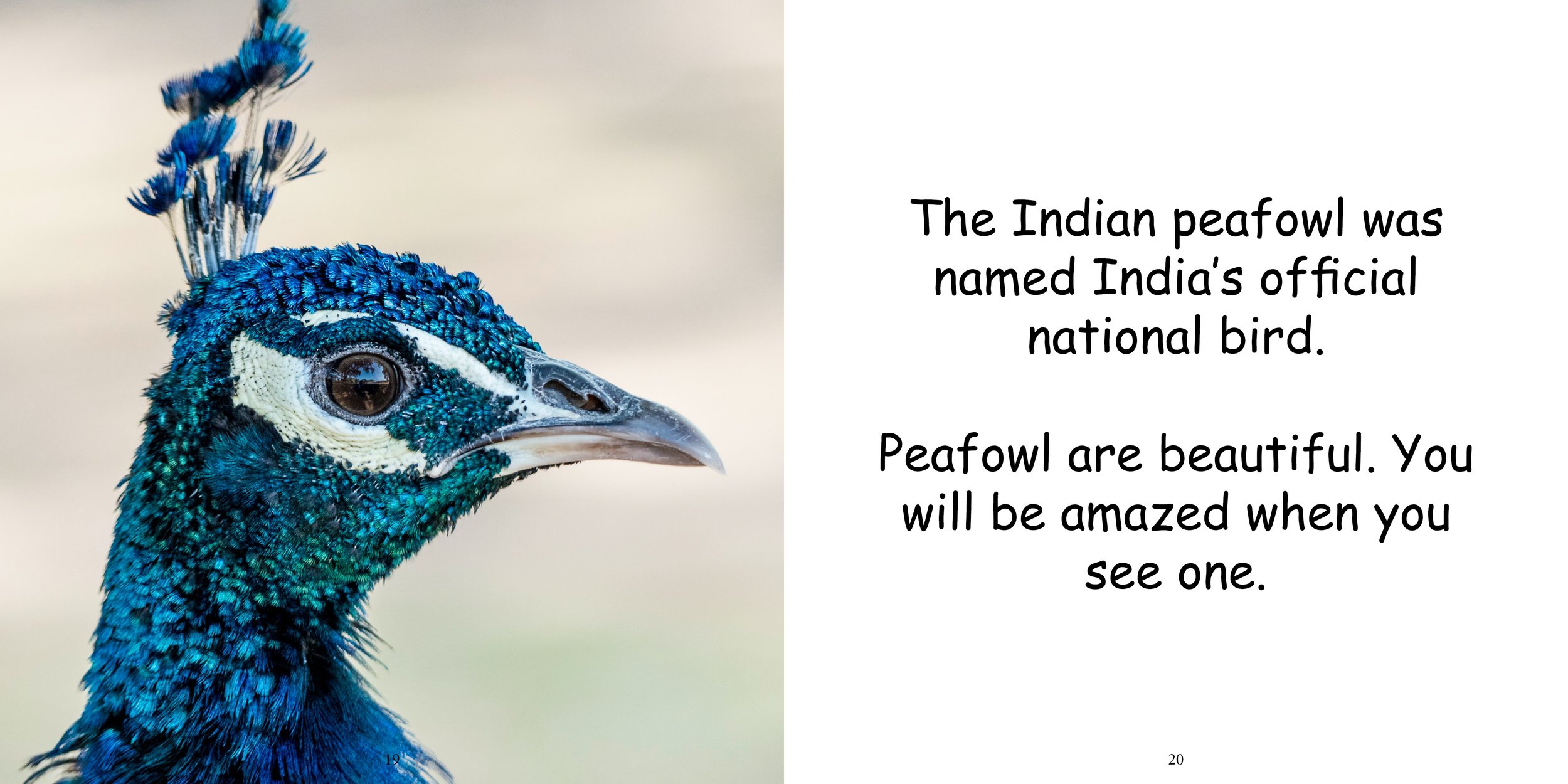 Everything about Peafowls - Animal Series14.jpg