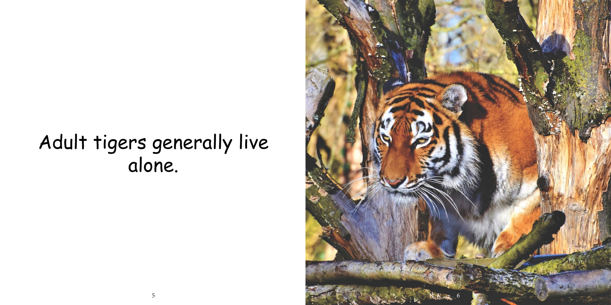 Everything about Tigers - Animal Series7.jpg