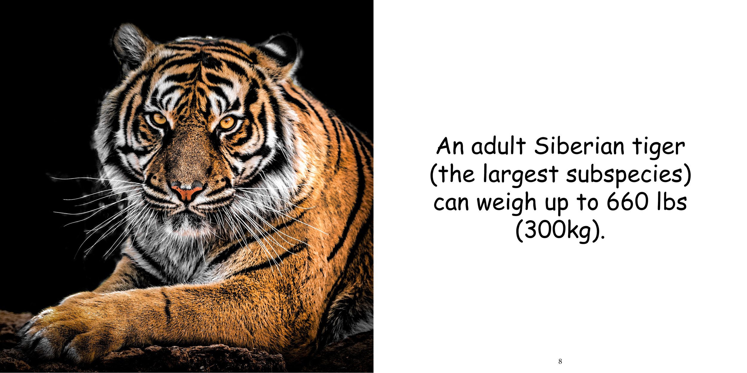 Everything about Tigers - Animal Series8.jpg