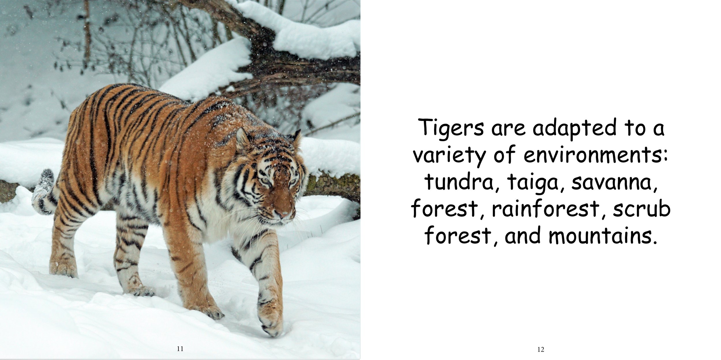 Everything about Tigers - Animal Series10.jpg