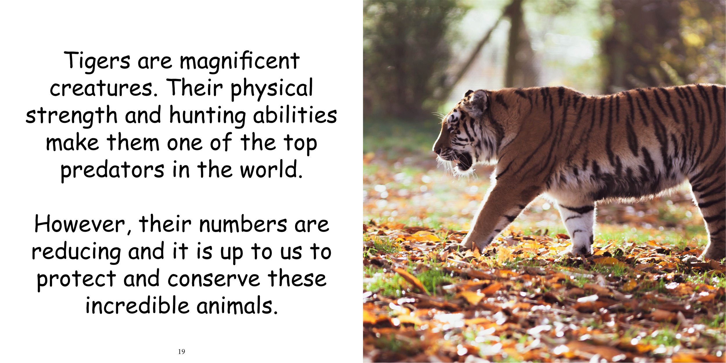 Everything about Tigers - Animal Series14.jpg