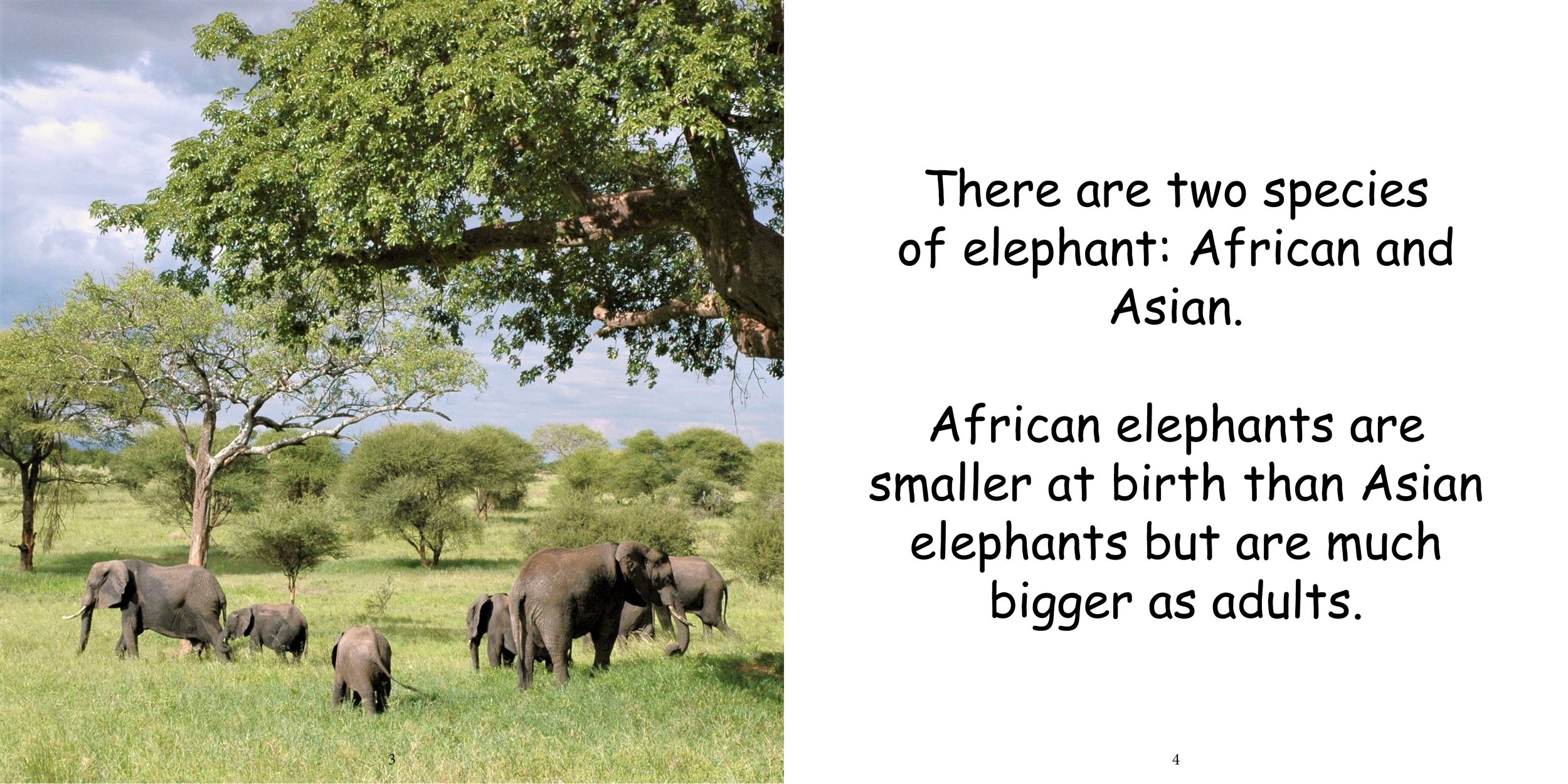 Everything about Elephants - Animal Series6.jpg