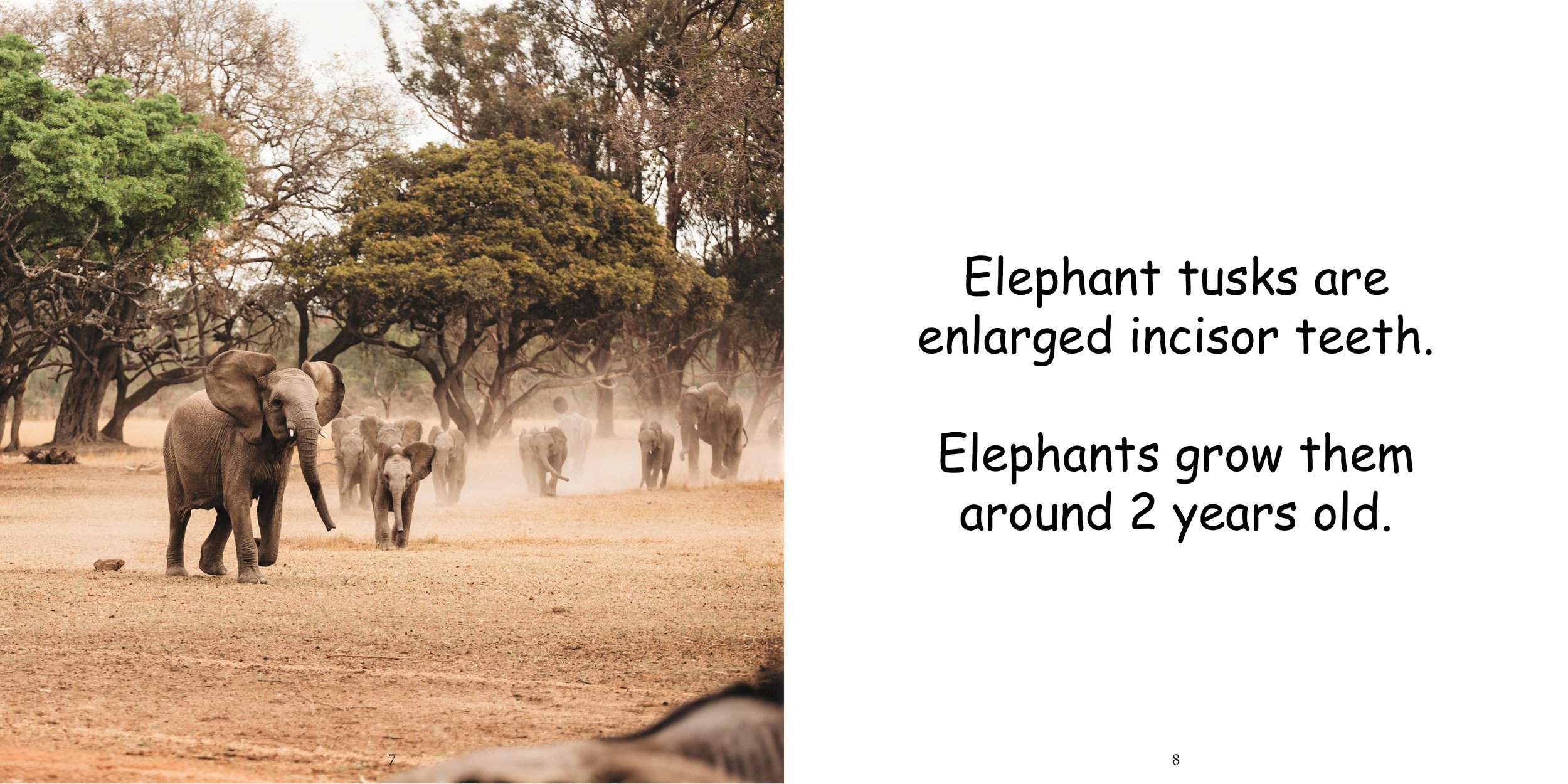 Everything about Elephants - Animal Series8.jpg