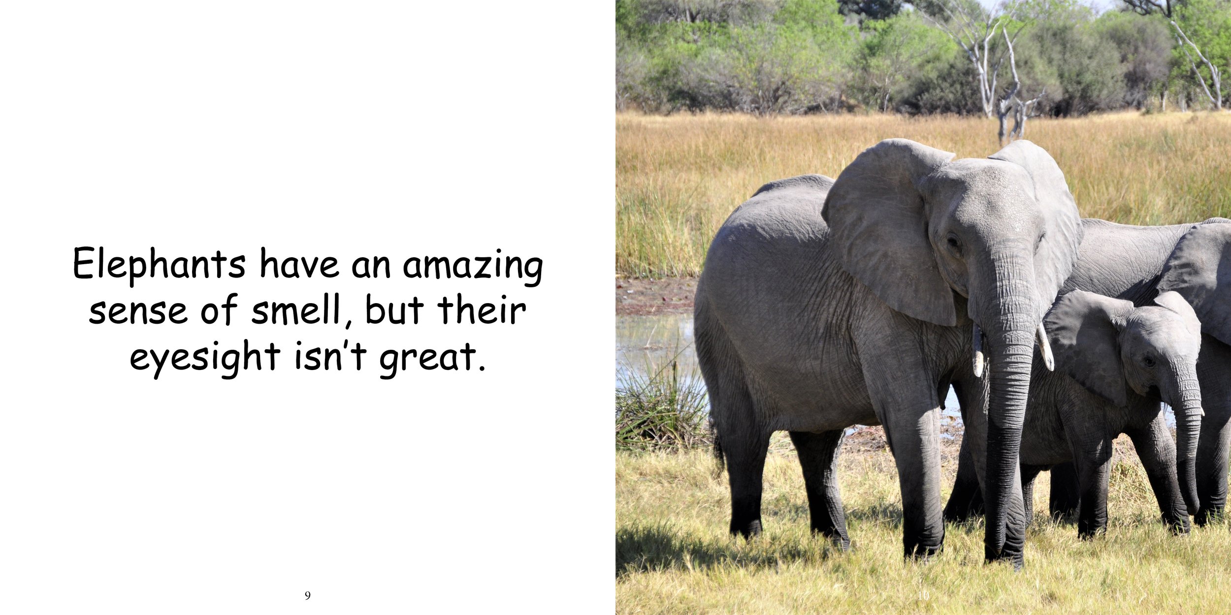 Everything about Elephants - Animal Series9.jpg