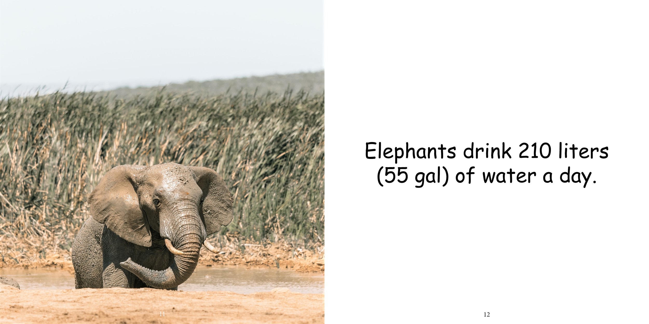 Everything about Elephants - Animal Series10.jpg