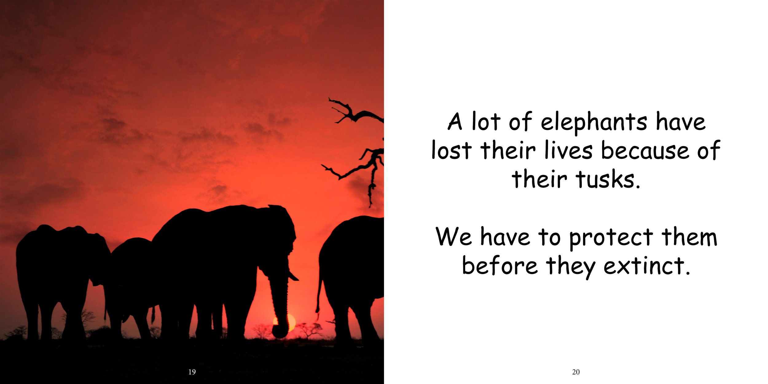 Everything about Elephants - Animal Series14.jpg