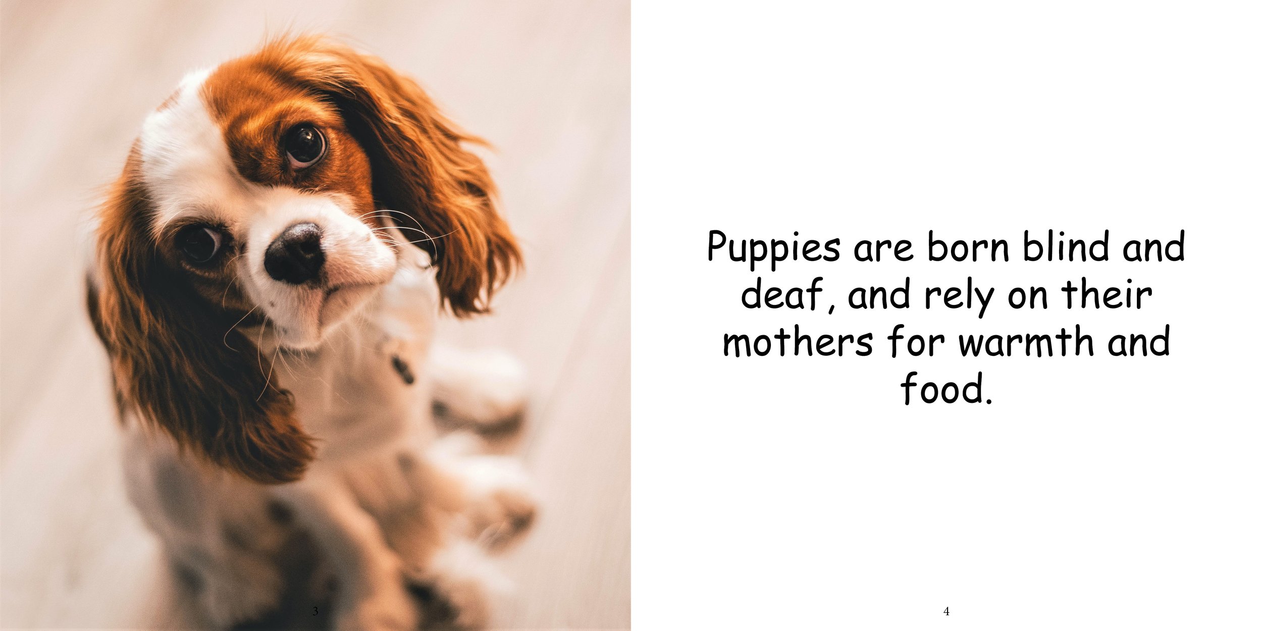 Everything about Puppies - Animal Series7.jpg