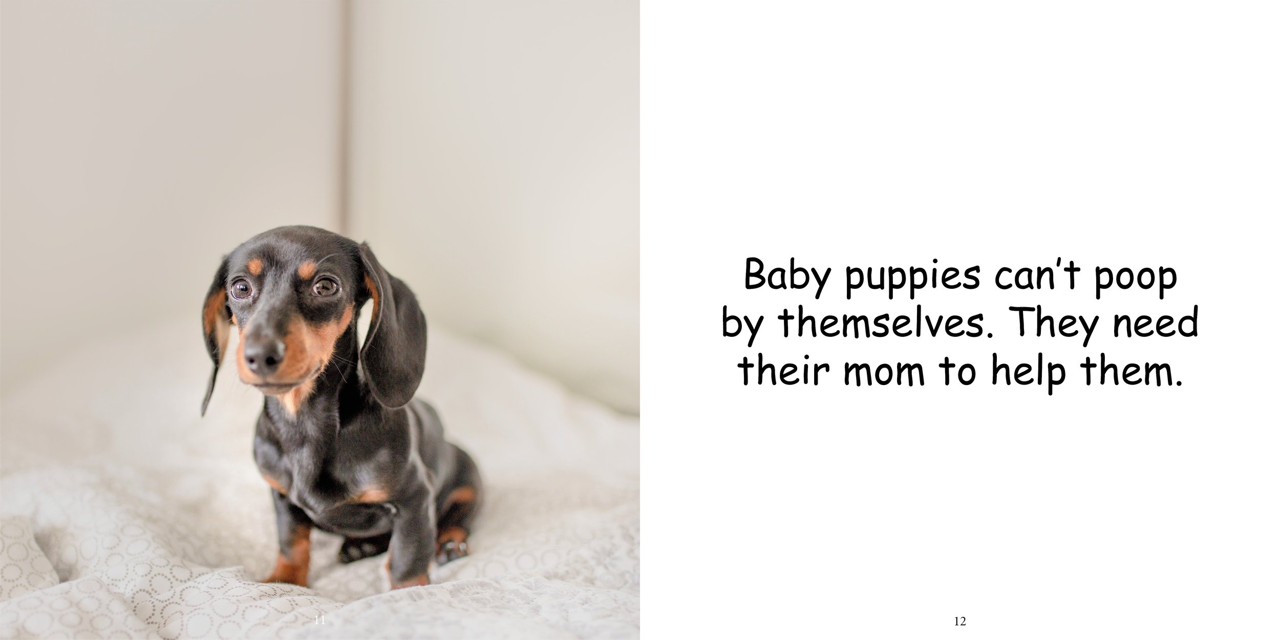 Everything about Puppies - Animal Series11.jpg
