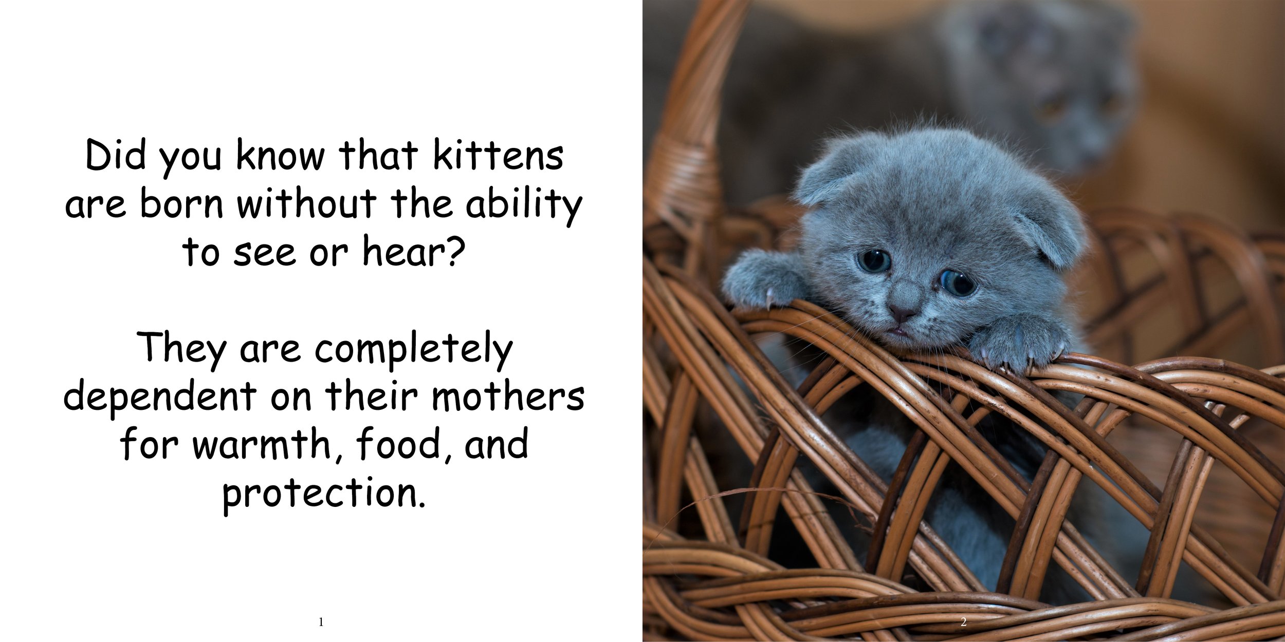 Everything about Kittens - Animal Series6.jpg