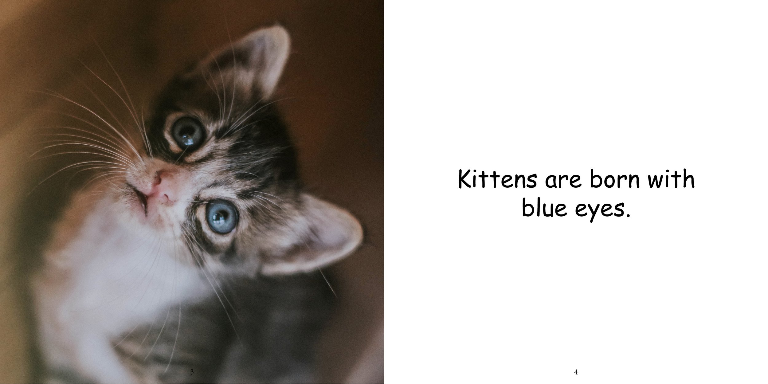 Everything about Kittens - Animal Series7.jpg