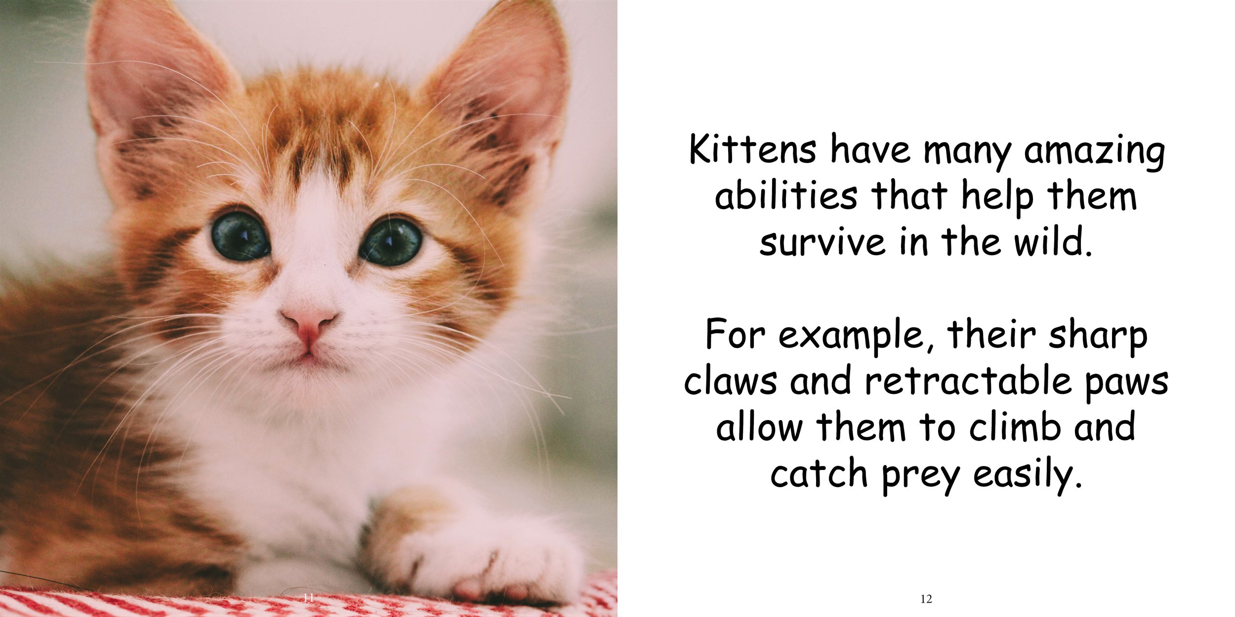 Everything about Kittens - Animal Series11.jpg