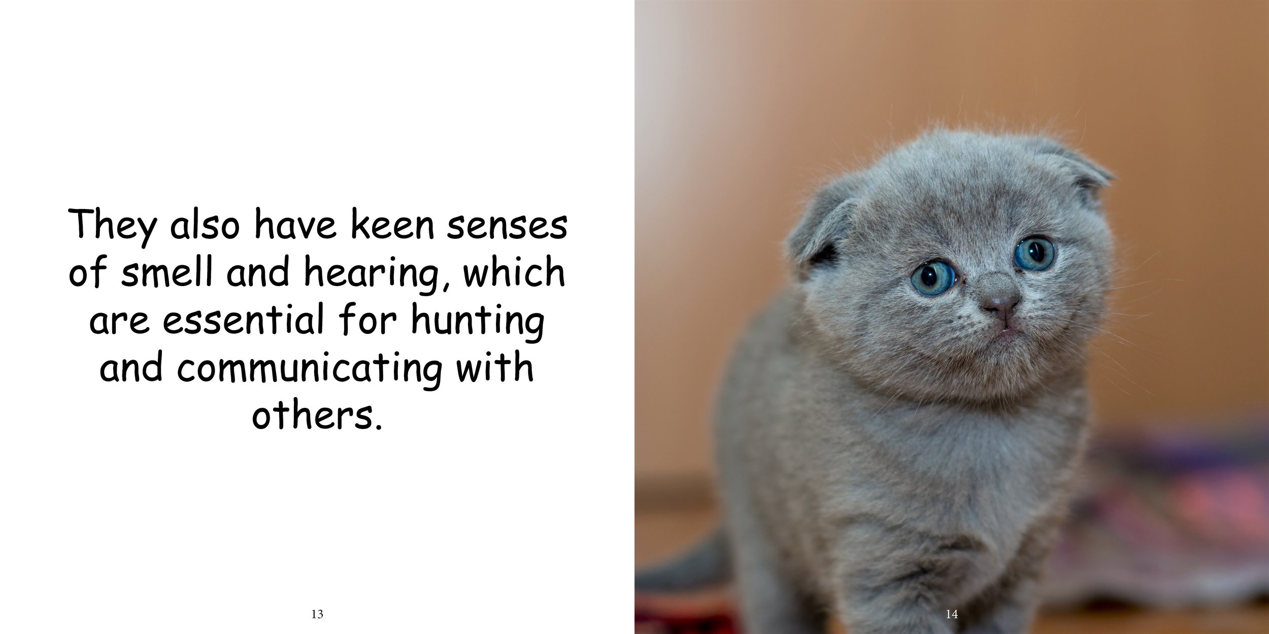 Everything about Kittens - Animal Series12.jpg