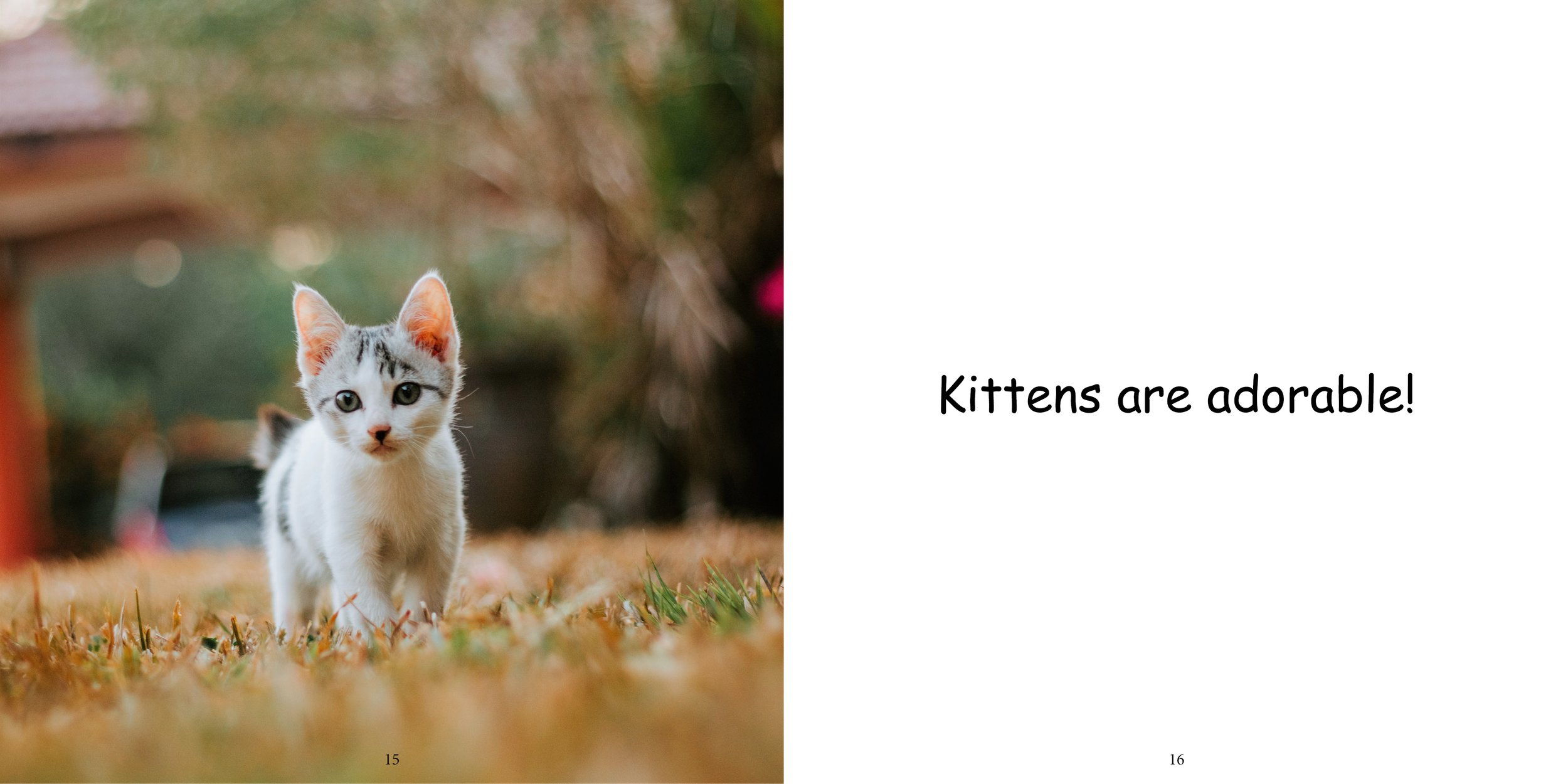Everything about Kittens - Animal Series13.jpg
