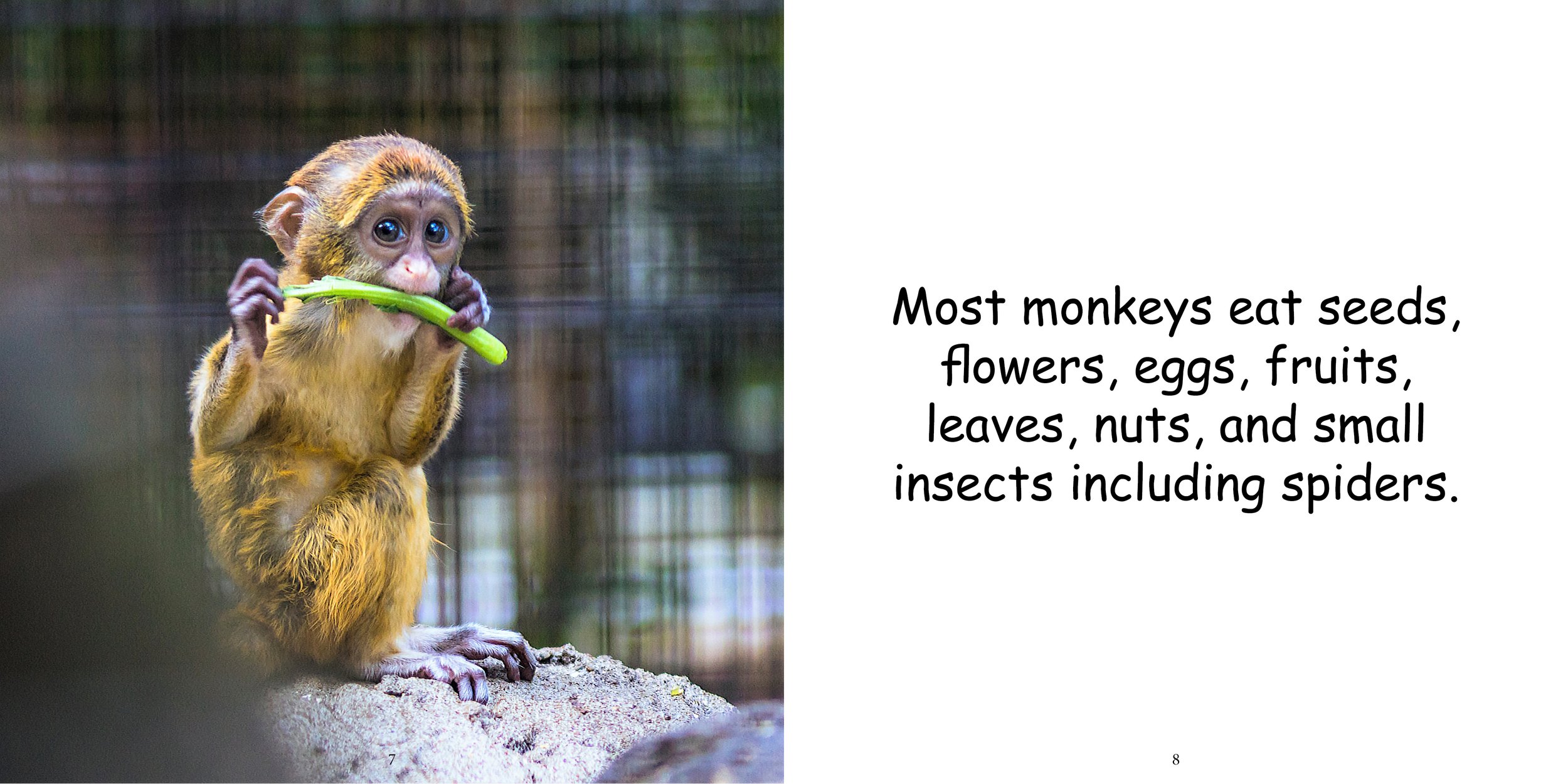 Everything about Monkeys - Animal Series9.jpg