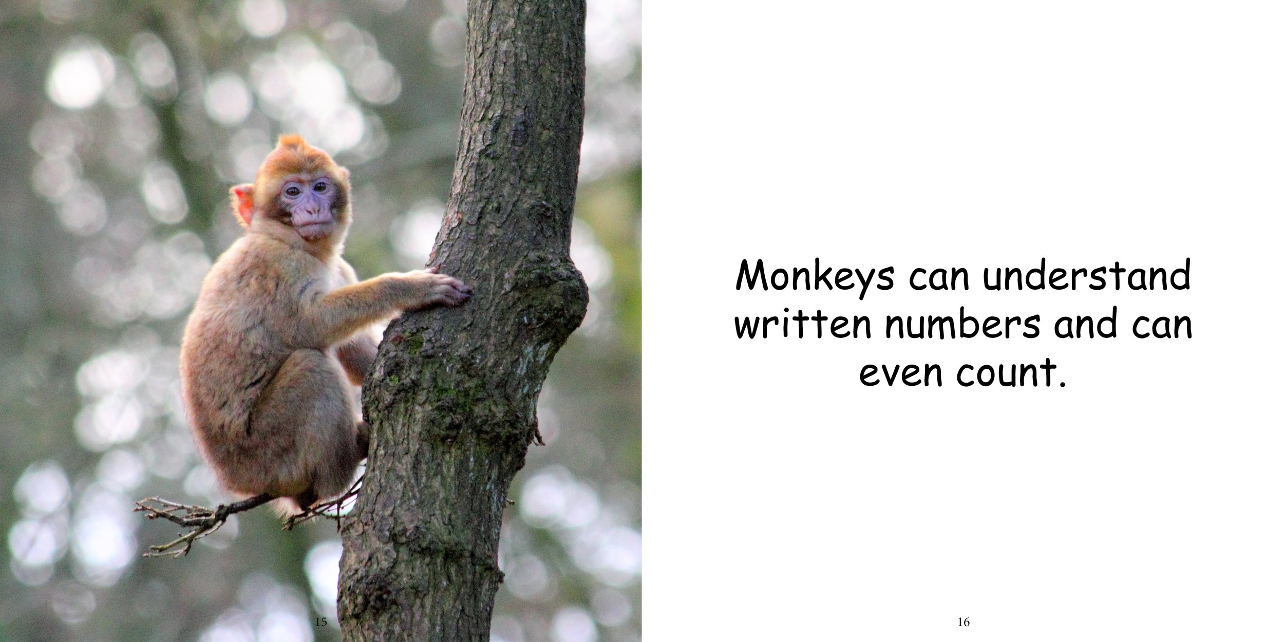 Everything about Monkeys - Animal Series13.jpg