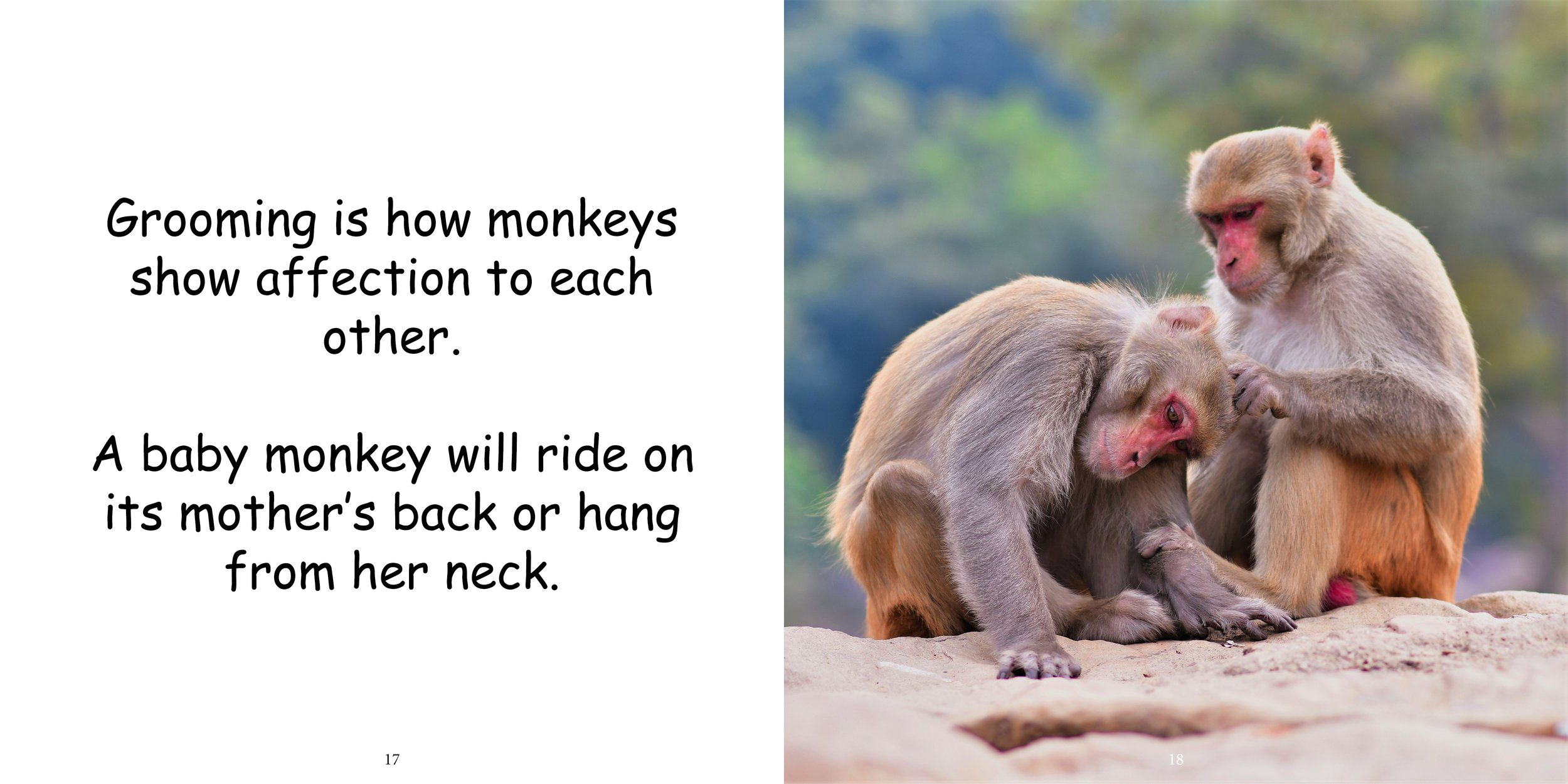 Everything about Monkeys - Animal Series14.jpg