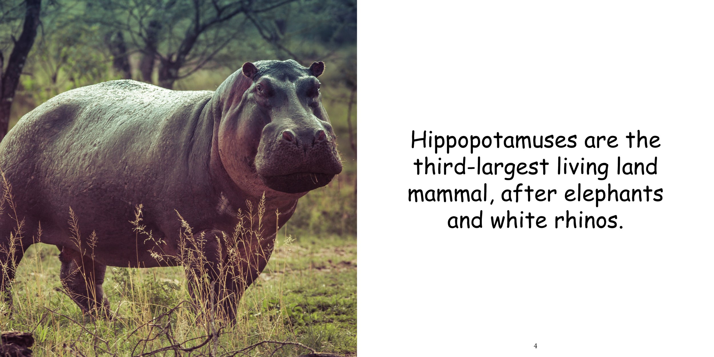 Everything about Hippopotamuses - Animal Series6.jpg