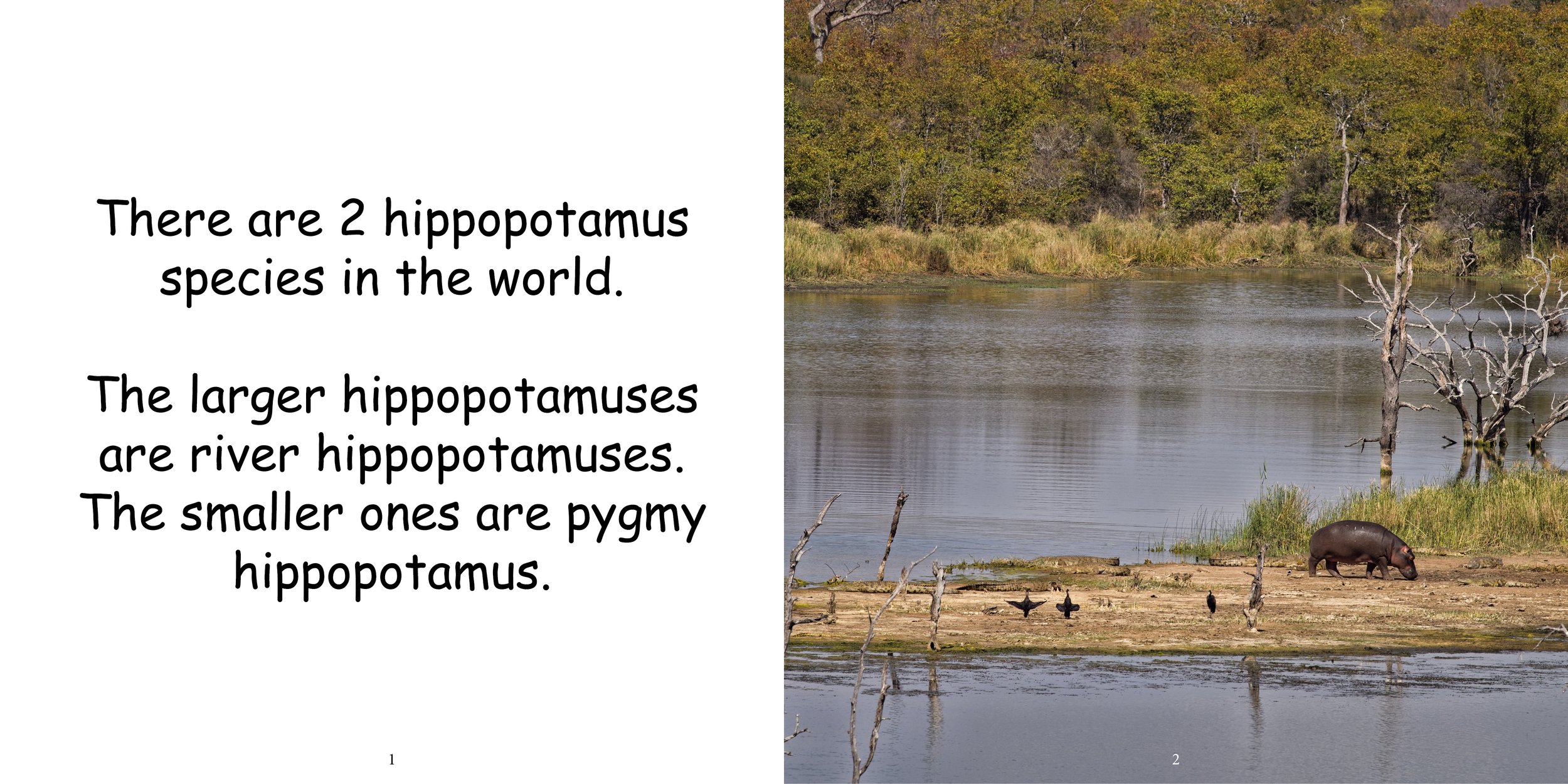 Everything about Hippopotamuses - Animal Series5.jpg