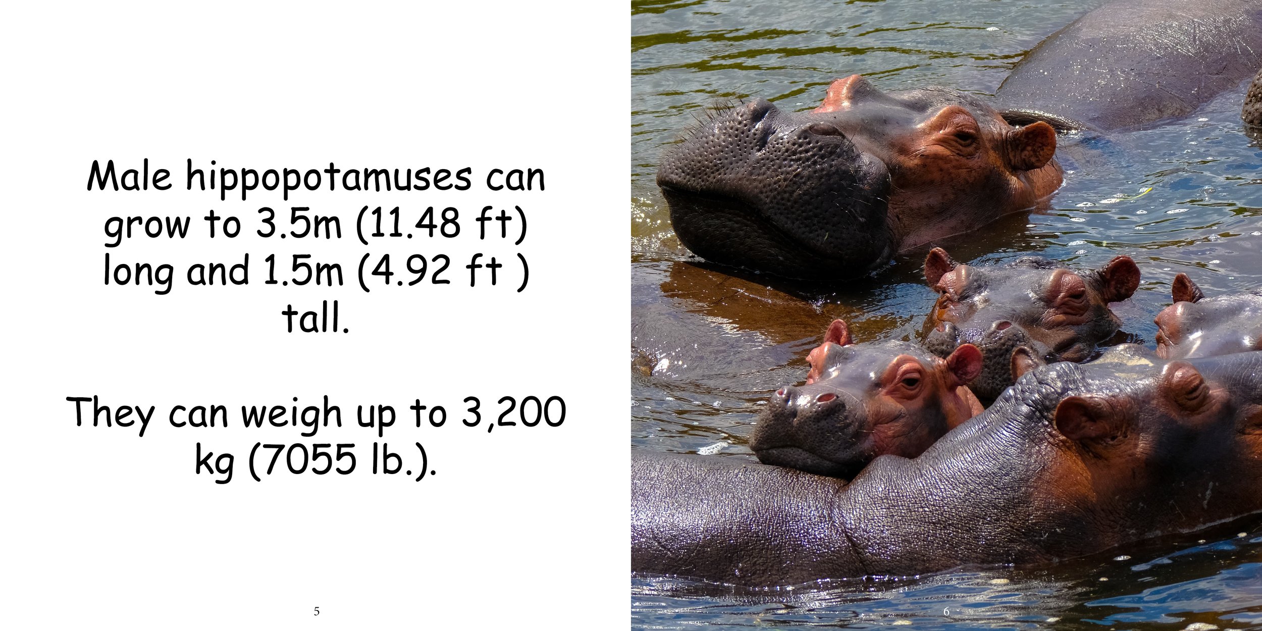 Everything about Hippopotamuses - Animal Series7.jpg