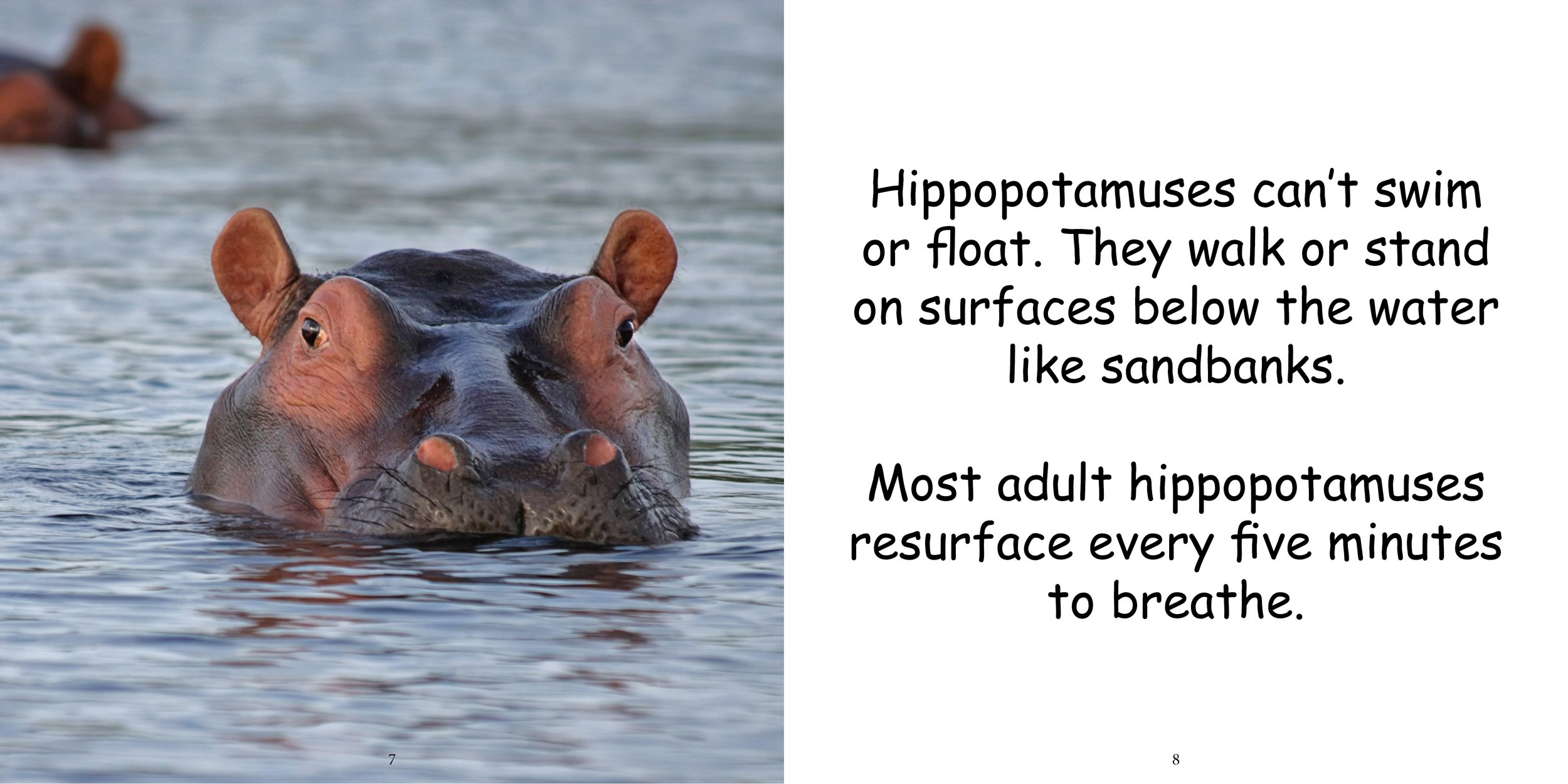 Everything about Hippopotamuses - Animal Series8.jpg