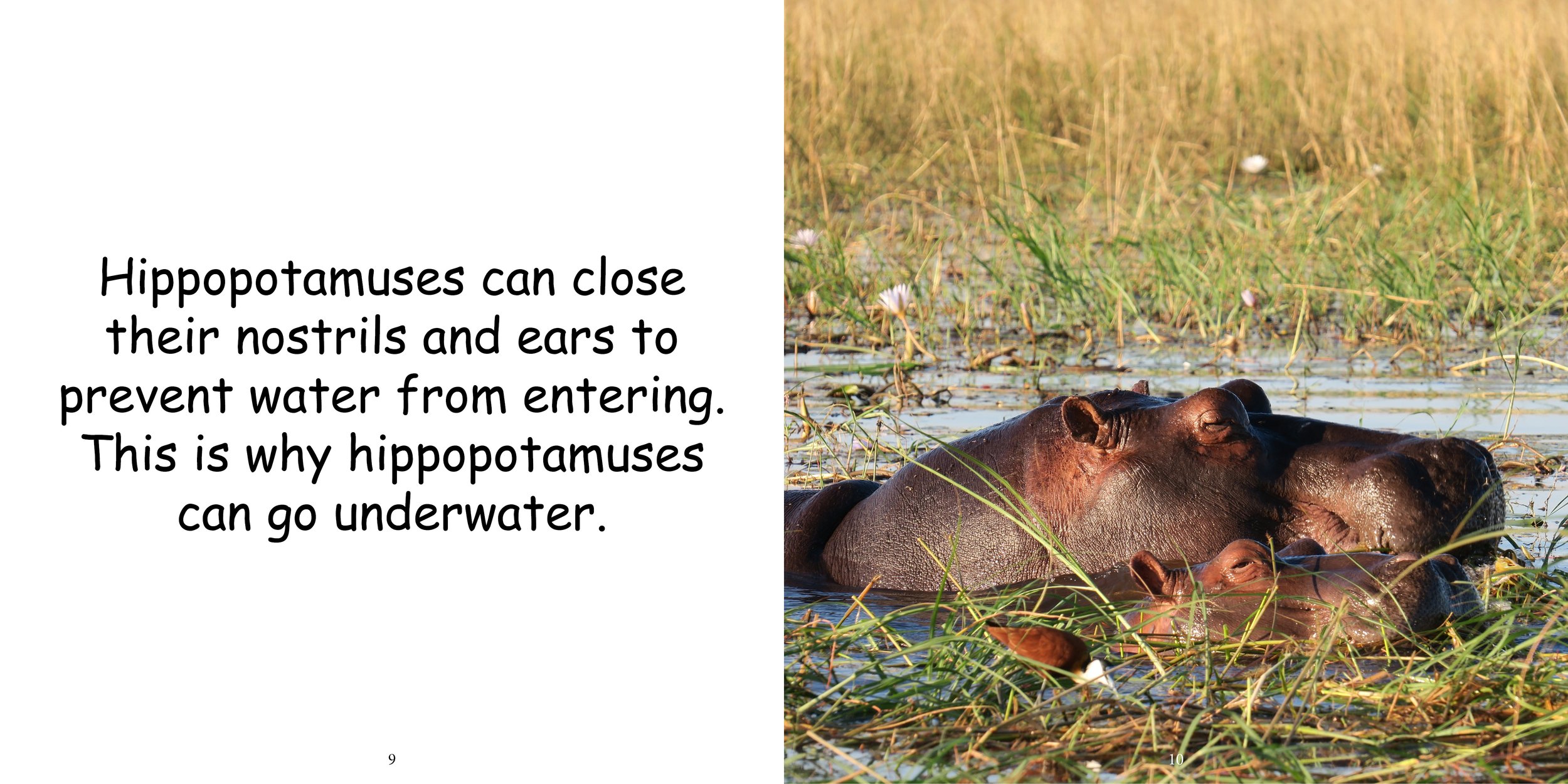 Everything about Hippopotamuses - Animal Series9.jpg