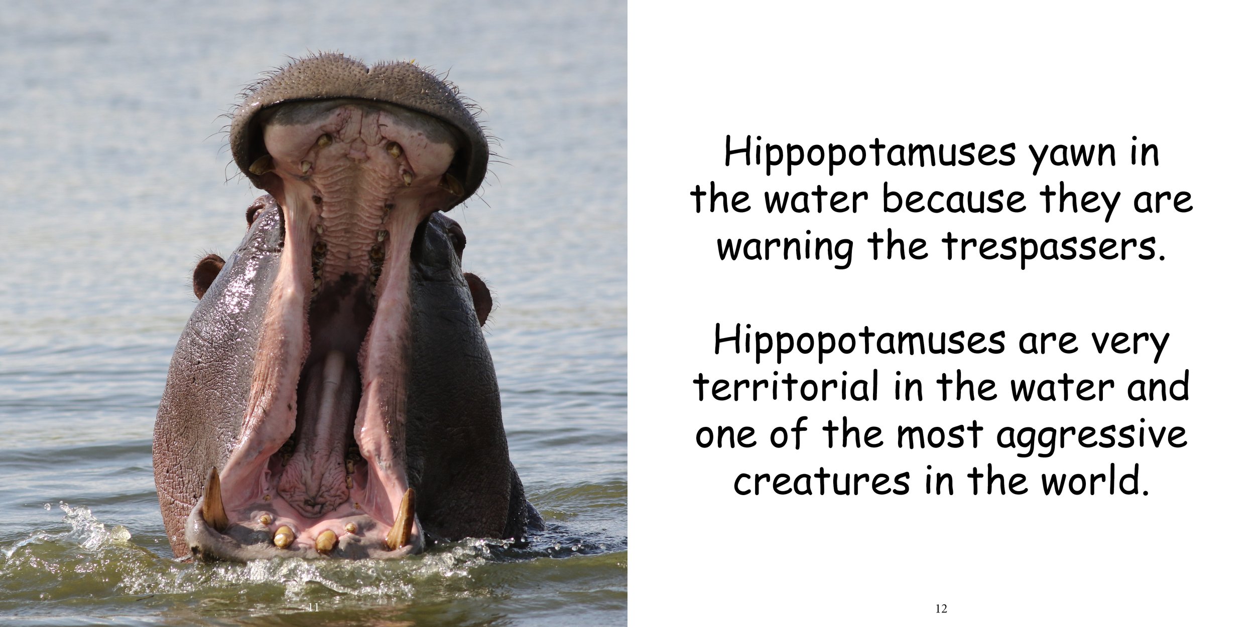 Everything about Hippopotamuses - Animal Series10.jpg
