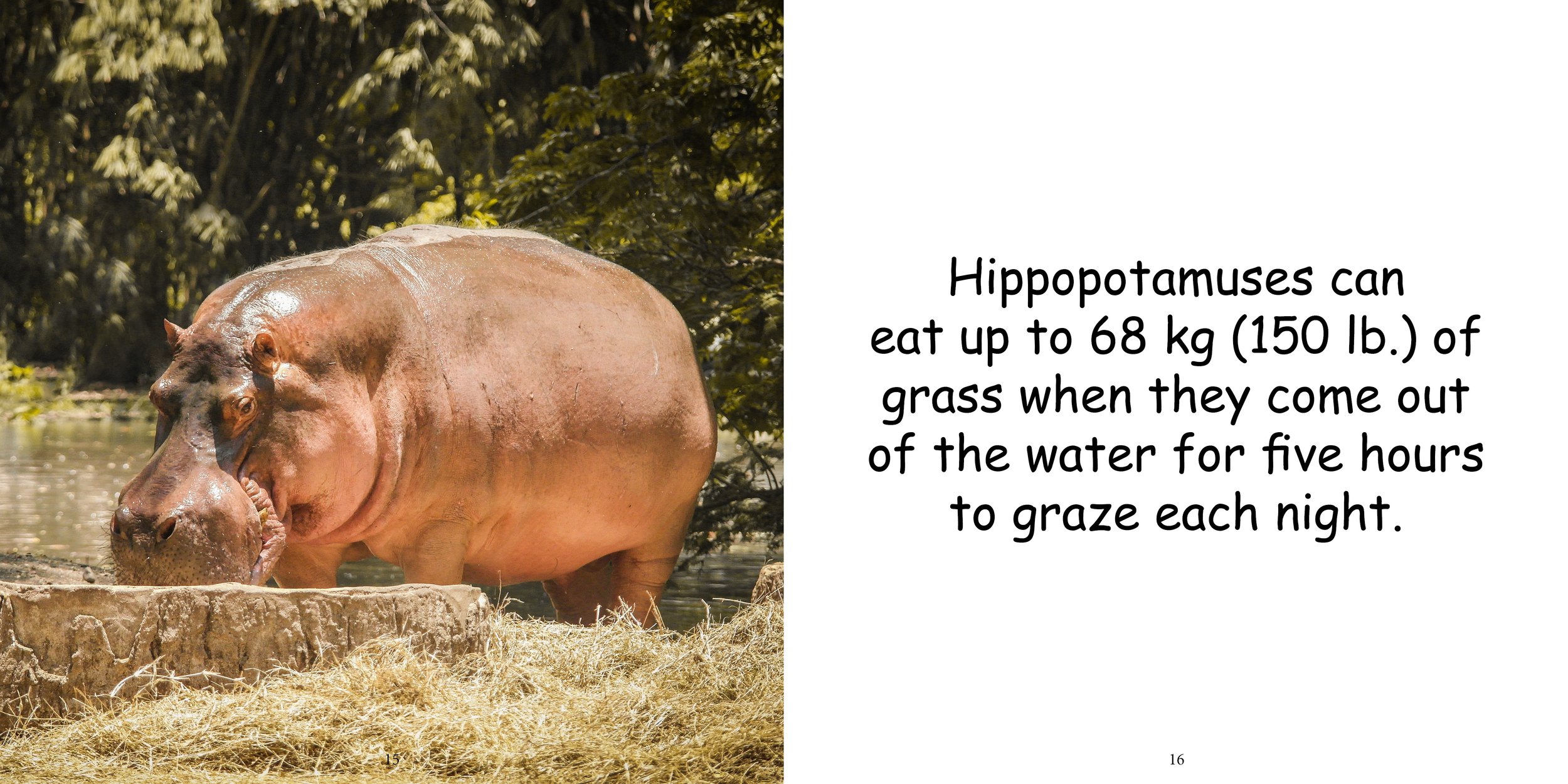 Everything about Hippopotamuses - Animal Series12.jpg