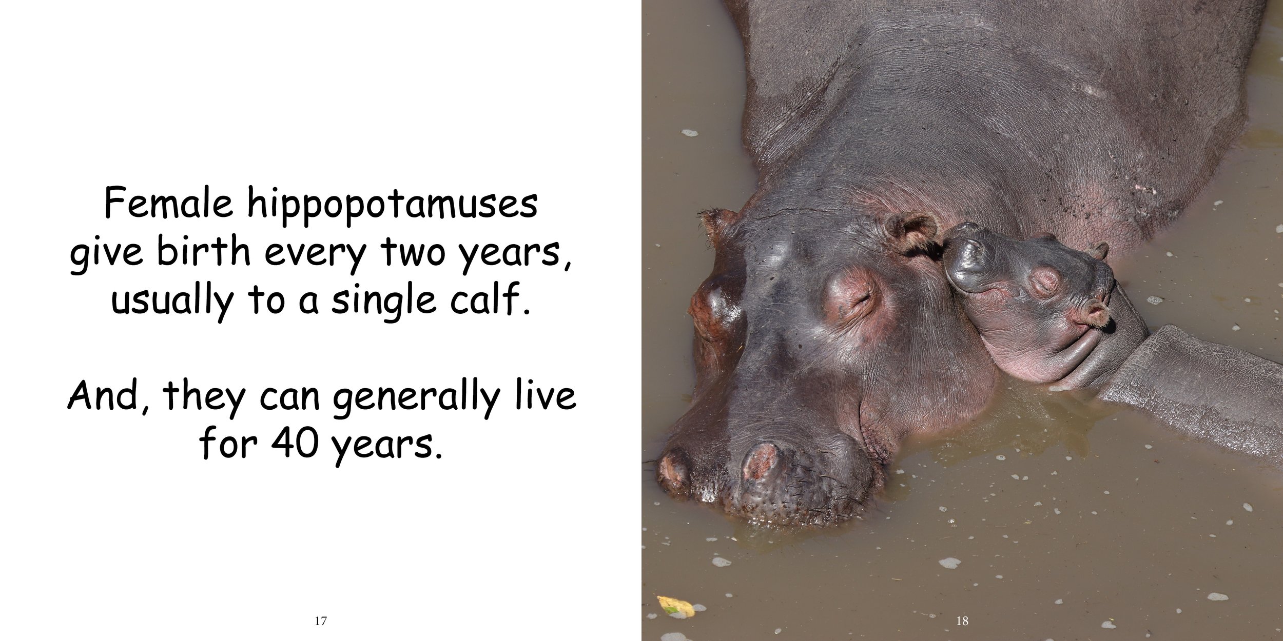 Everything about Hippopotamuses - Animal Series13.jpg