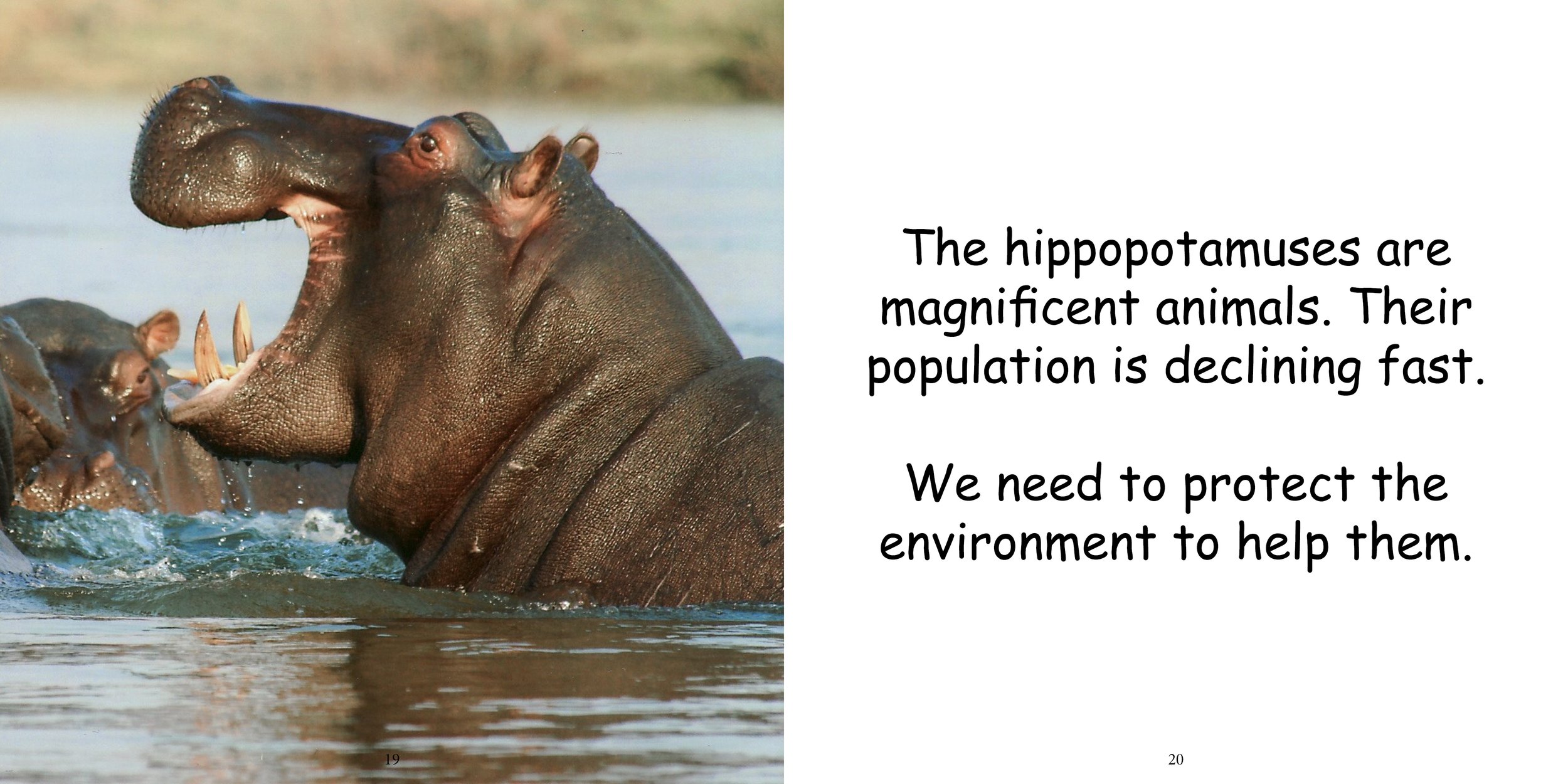 Everything about Hippopotamuses - Animal Series14.jpg