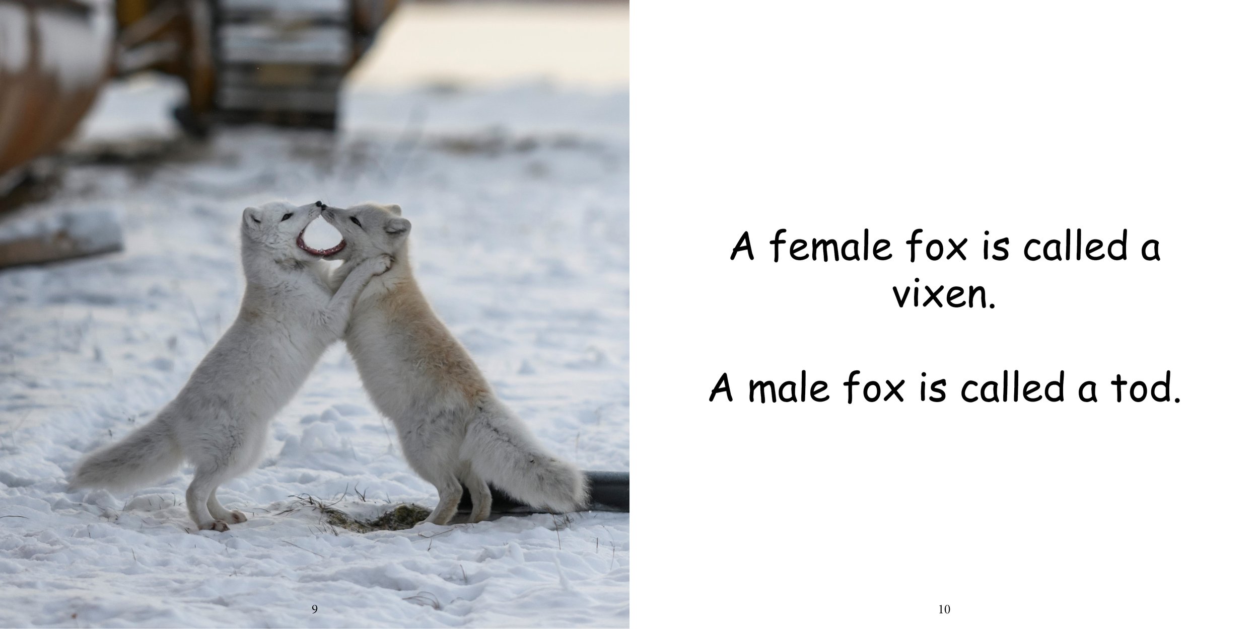 Everything about Foxes - Animal Series7.jpg
