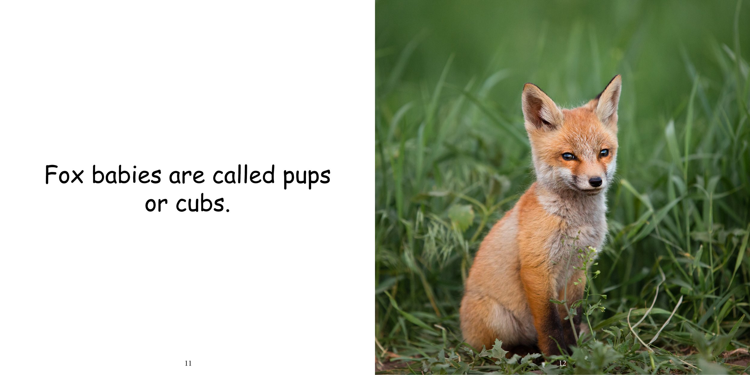 Everything about Foxes - Animal Series8.jpg