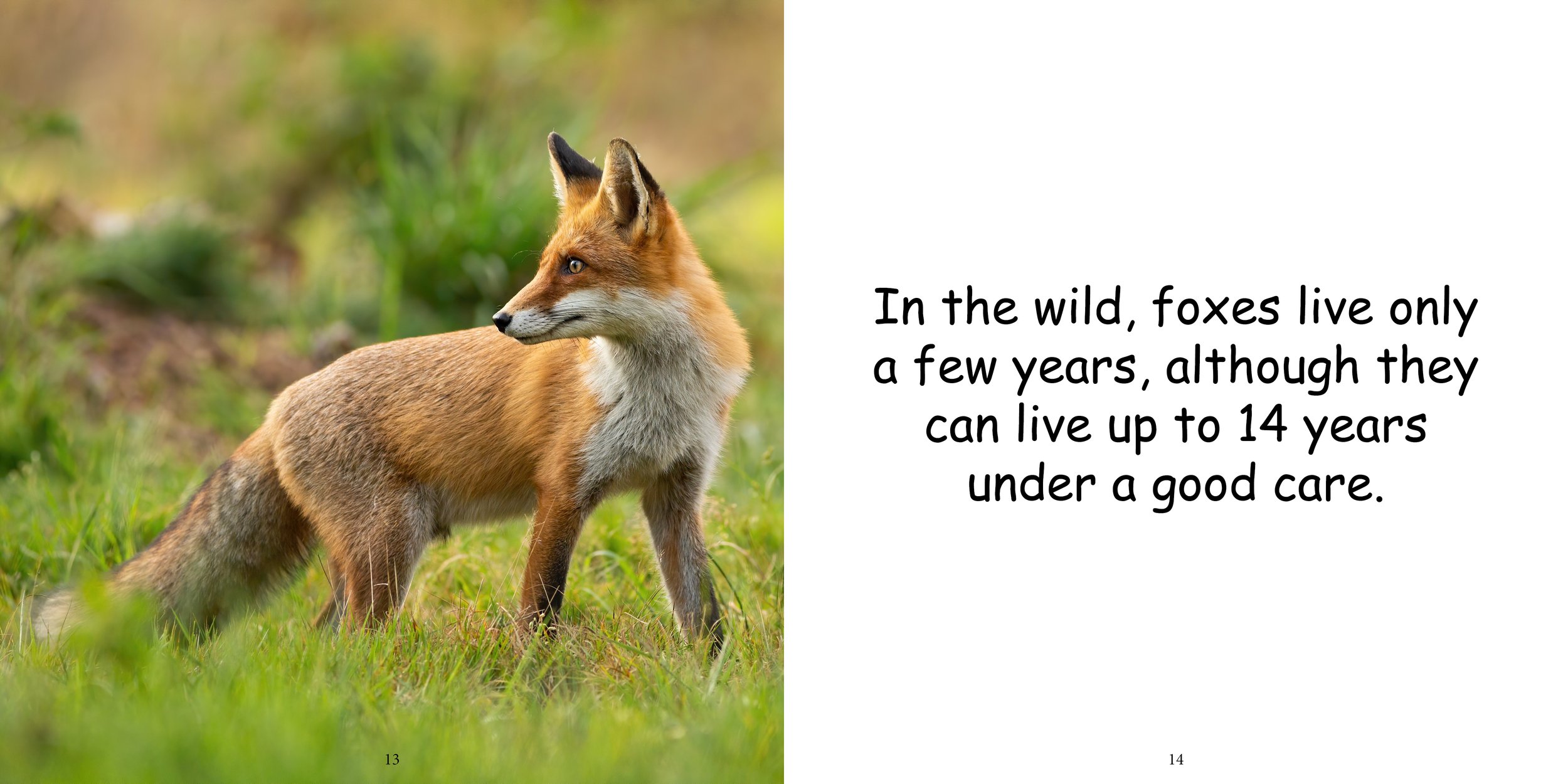 Everything about Foxes - Animal Series9.jpg