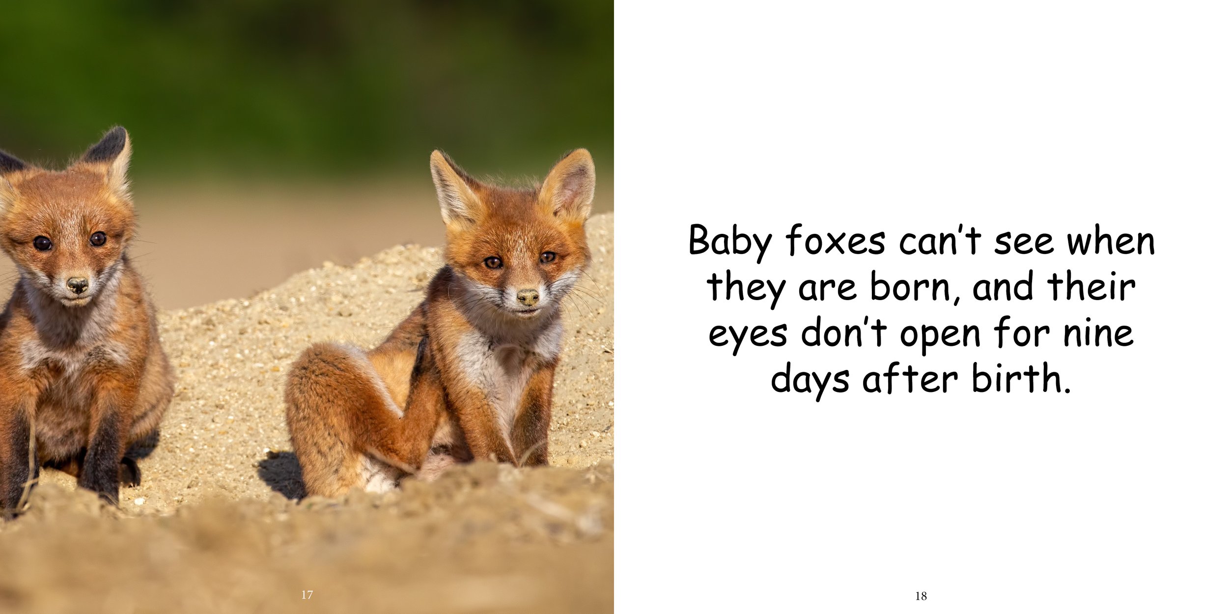 Everything about Foxes - Animal Series11.jpg